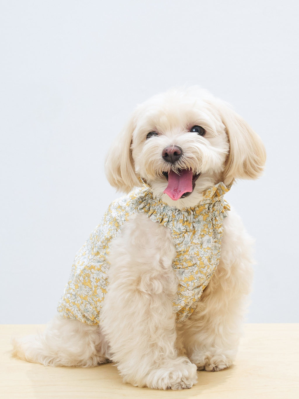 Smiling cream-colored dog wearing the Colorful Daily Nature's Verse Gentle Wave Tank in Daisy, featuring a delicate floral print for spring and summer styling.