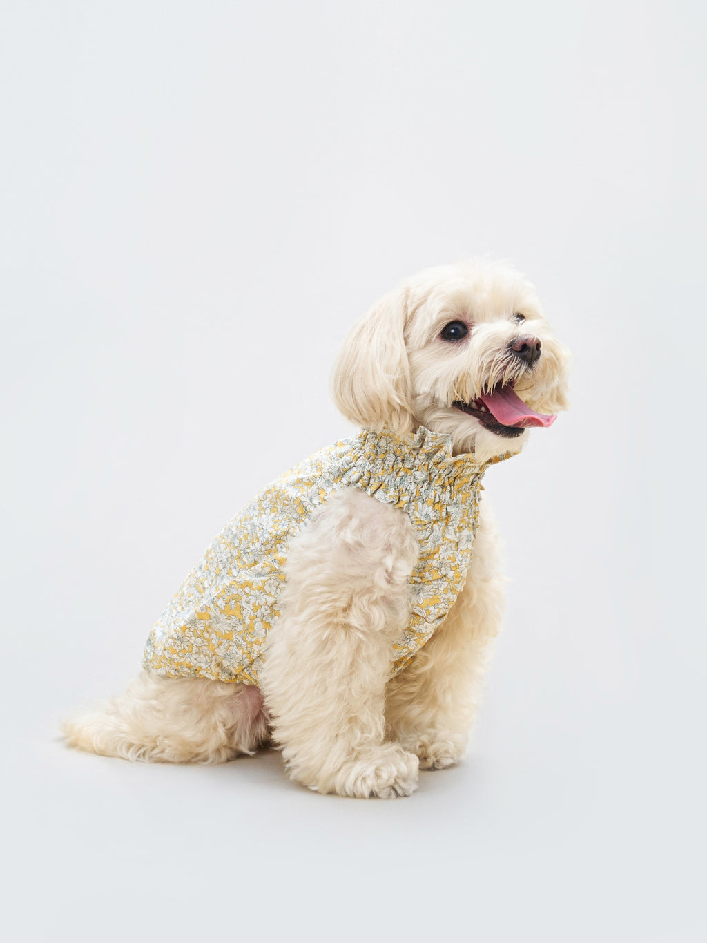 Cream-colored dog wearing the Colorful Daily Nature's Verse Gentle Wave Tank in Daisy, styled in a lightweight vintage-inspired floral print.