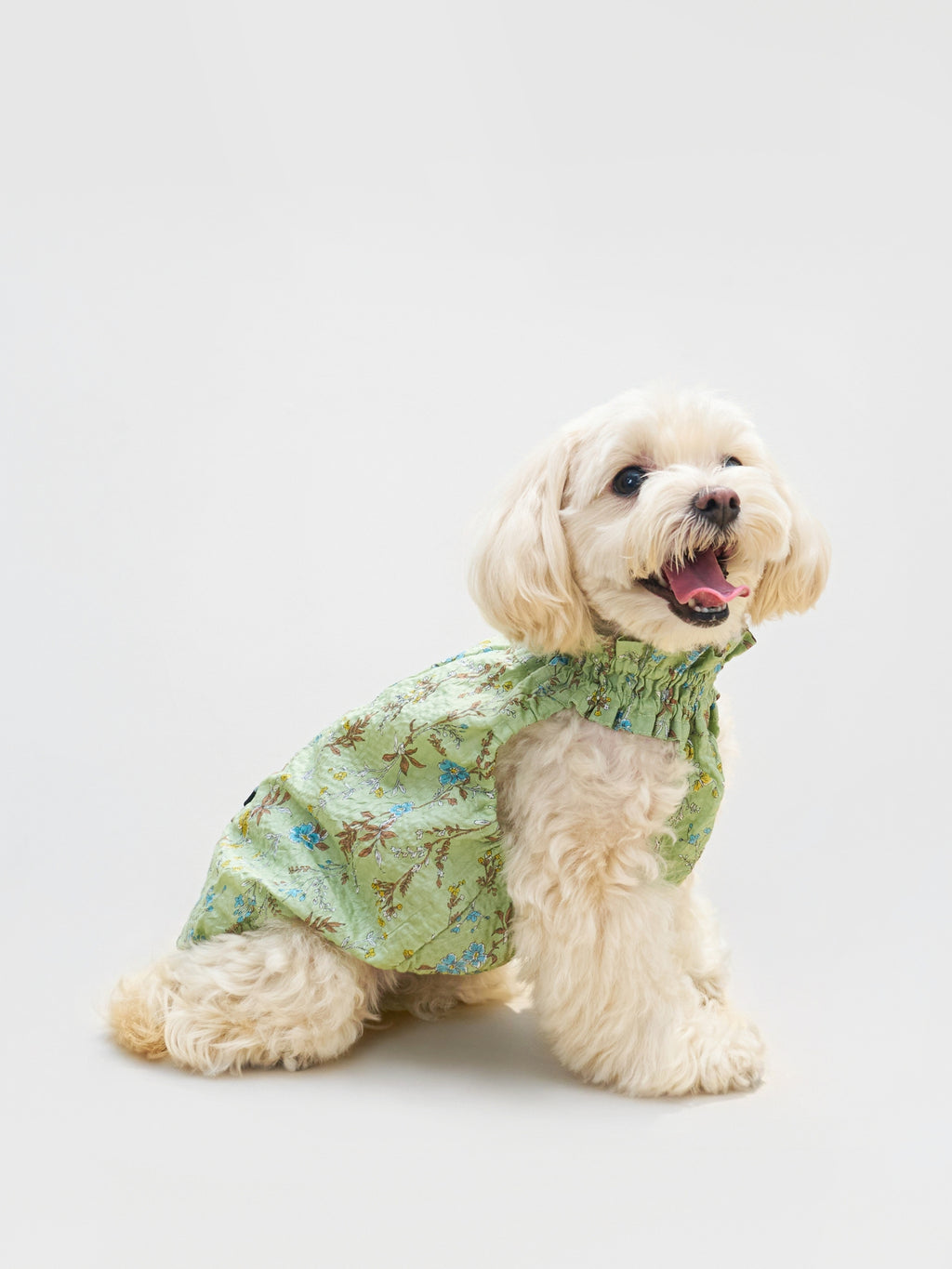 Cream-colored dog wearing the Colorful Daily Nature's Verse Gentle Wave Tank in Forest Green, styled in a lightweight vintage-inspired botanical print.