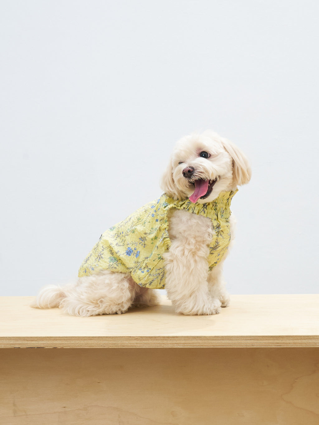 Cream-colored dog wearing the Colorful Daily Nature's Verse Gentle Wave Tank in Forest Yellow, styled in a lightweight vintage-inspired floral print.