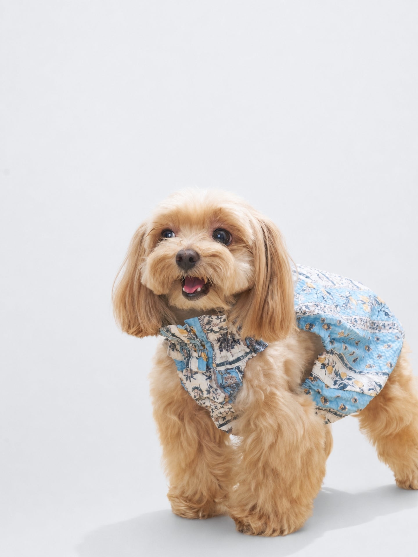 Cream-colored dog wearing the Colorful Daily Nature's Verse Gentle Wave Tank in Limoncello, featuring a soft vintage print and easy summer fit.