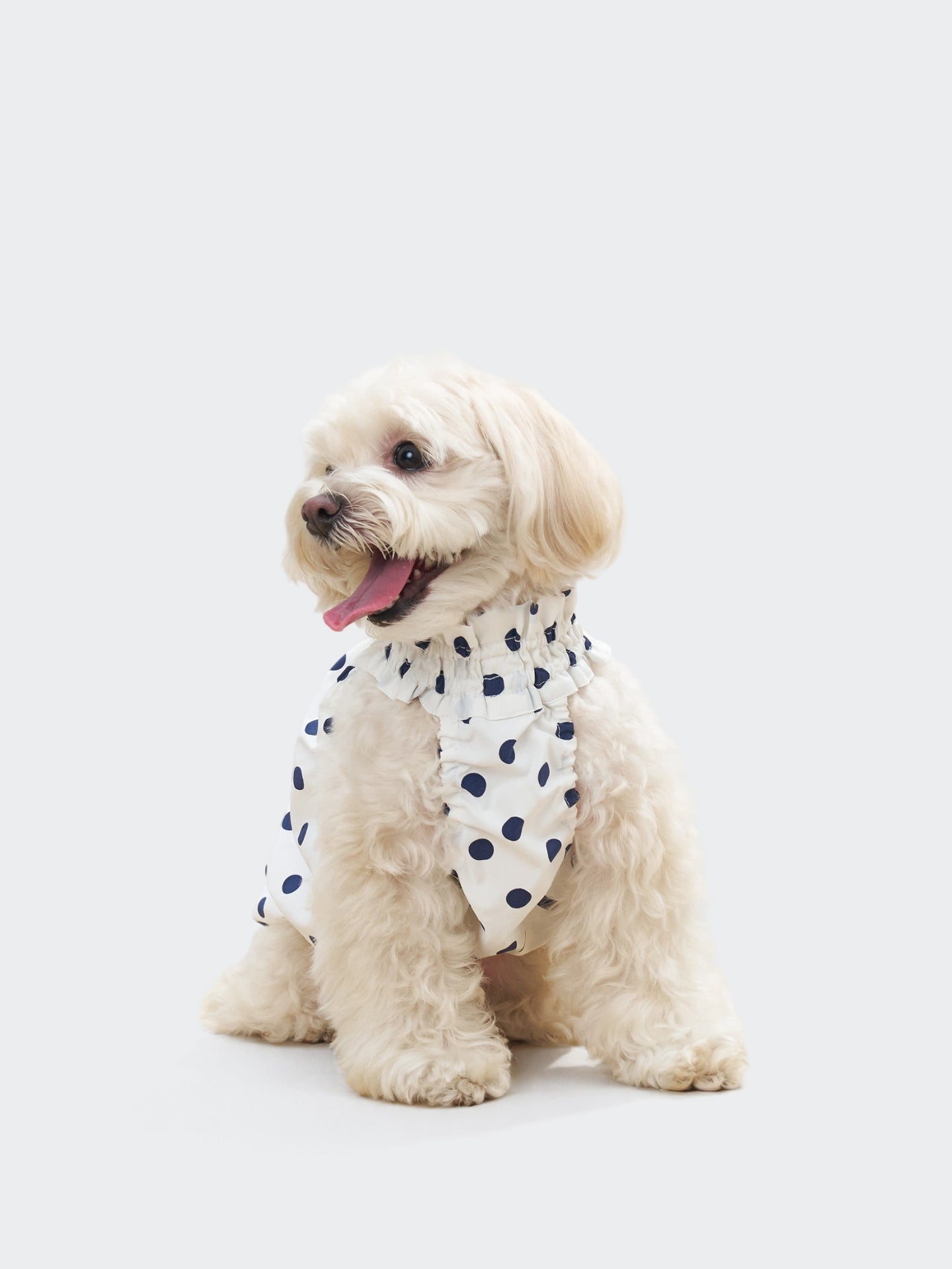Cream-colored dog wearing the Oasis Polka Dot UV Cooling Pet Tank in White, styled with navy polka dots and a soft retro-inspired collar.