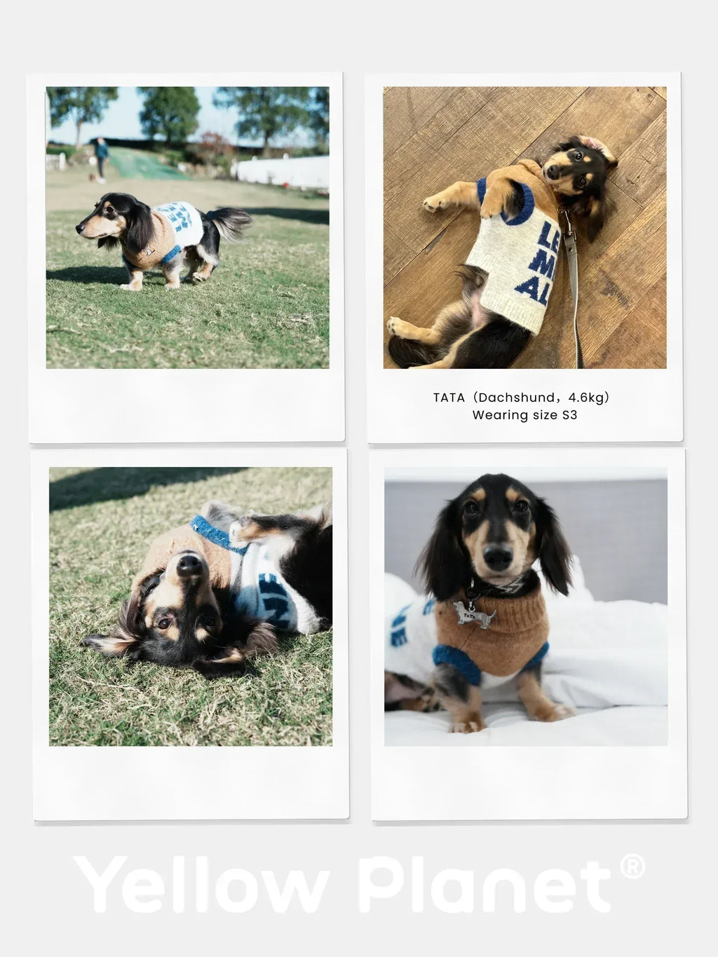 Collage featuring a Dachshund wearing the beige gray "Leave Me Alone" alpaca wool pet vest outdoors and indoors.