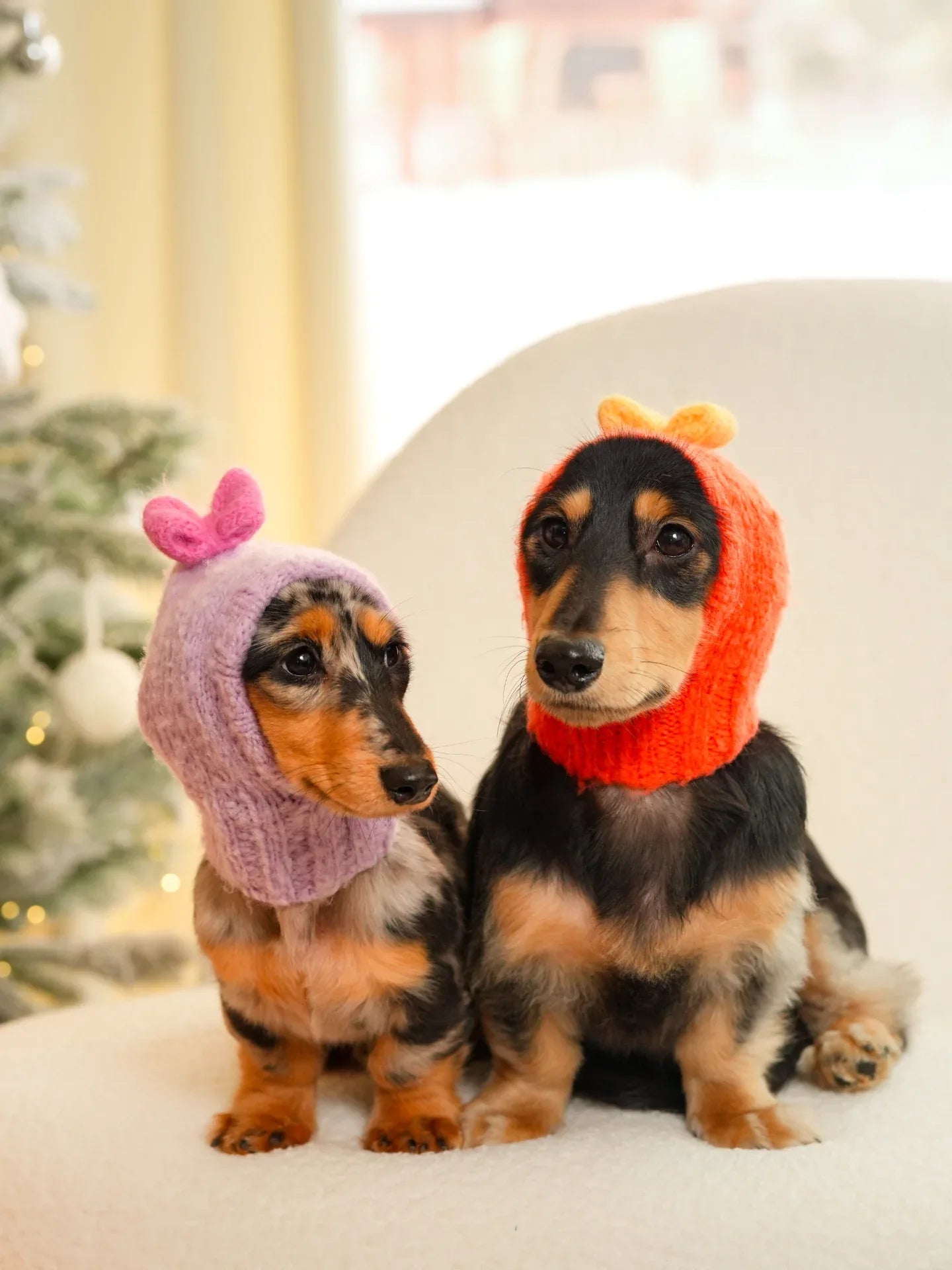 Two Dachshunds wearing matching Mochi BonBon beanies in red and lavender, highlighting coordinated pet winter fashion.