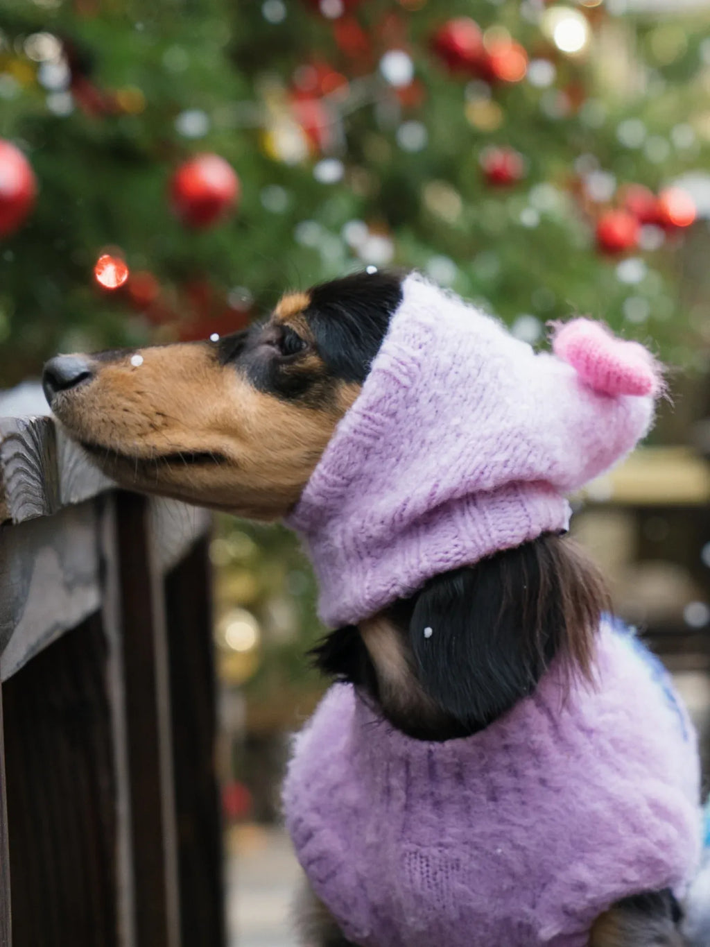 A dapple Dachshund modeling the Lavender "Mochi BonBon" beanie, showcasing the snug fit and playful pink bow near a Christmas tree.
