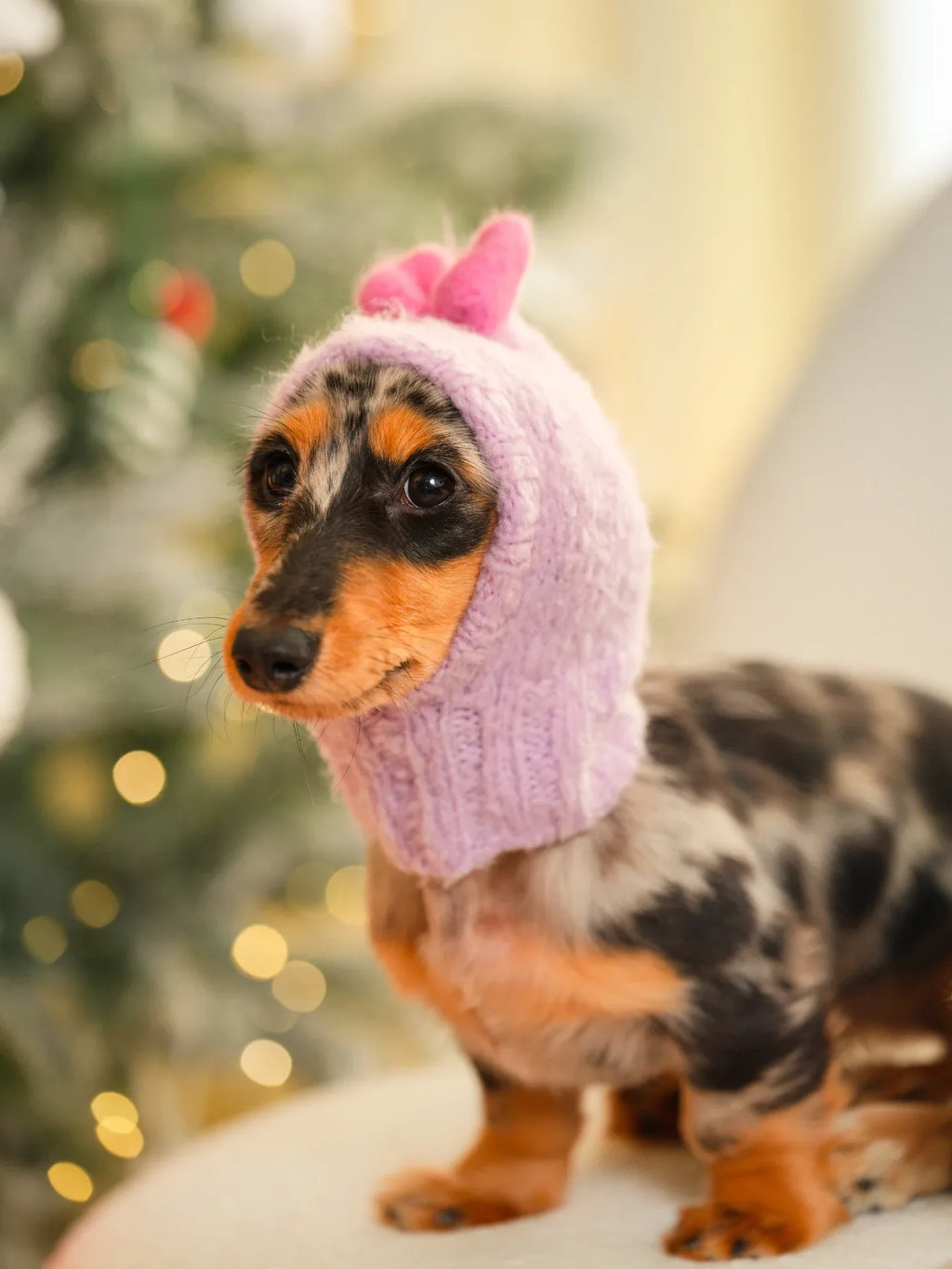 A dapple Dachshund modeling the Lavender "Mochi BonBon" beanie, showcasing the snug fit and playful pink bow near a Christmas tree.