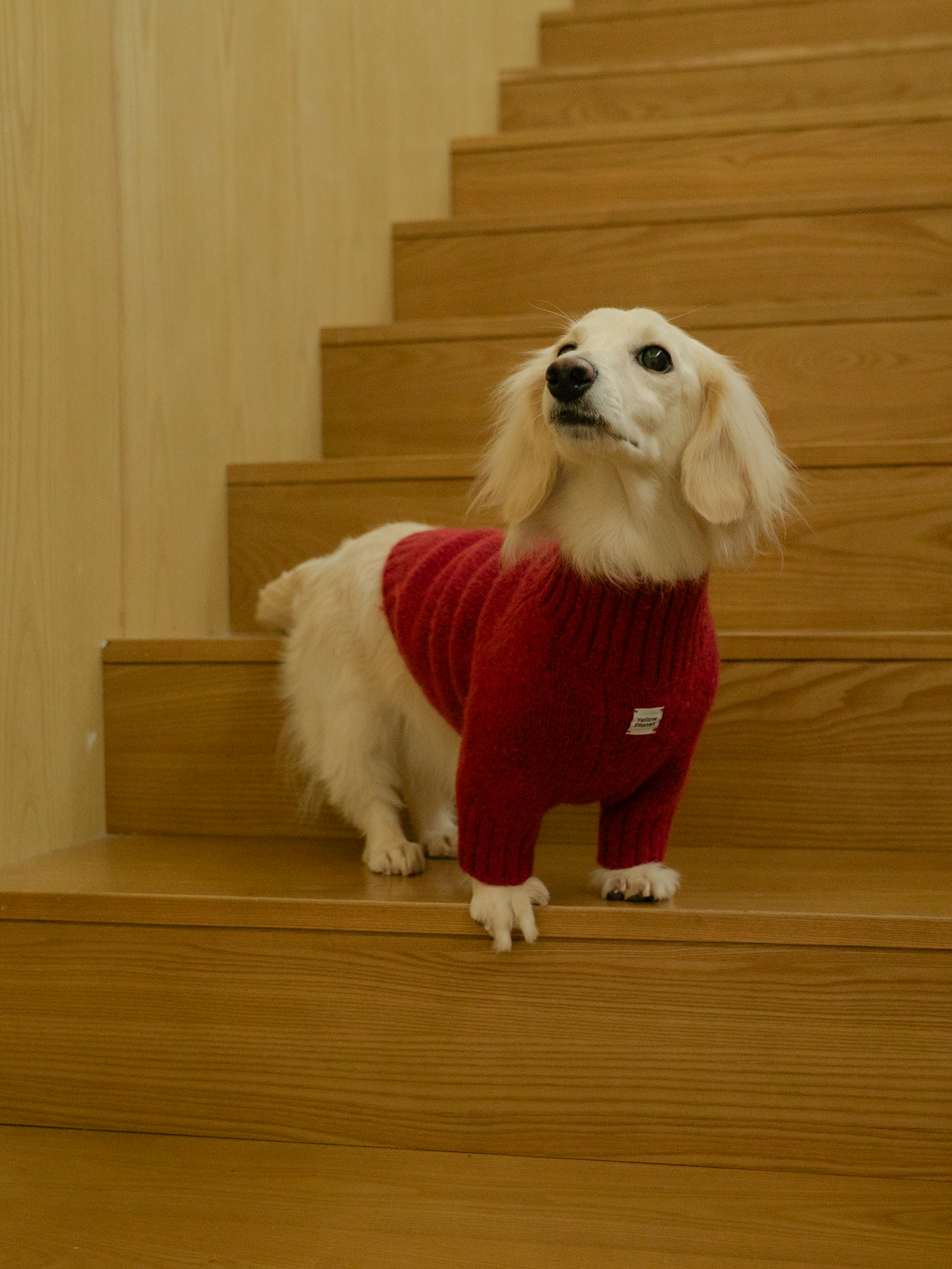 Dachshund wearing the Mulled Wine Gentle Dog sweater, tailored for timeless comfort and a perfect fit on its long body