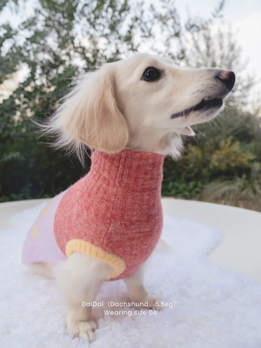 A side view of a long-haired Dachshund wearing the ultra-light Pink and Butter Yellow cuddly knit vest outdoors.