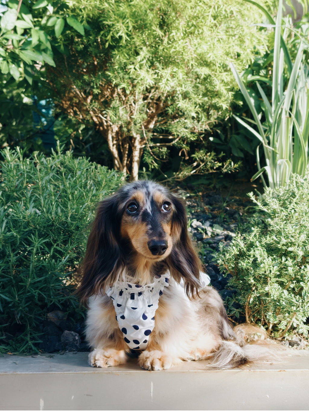 Dachshund outdoors wearing the Oasis Polka Dot UV Cooling Pet Tank in White, featuring navy polka dots and lightweight cooling fabric.