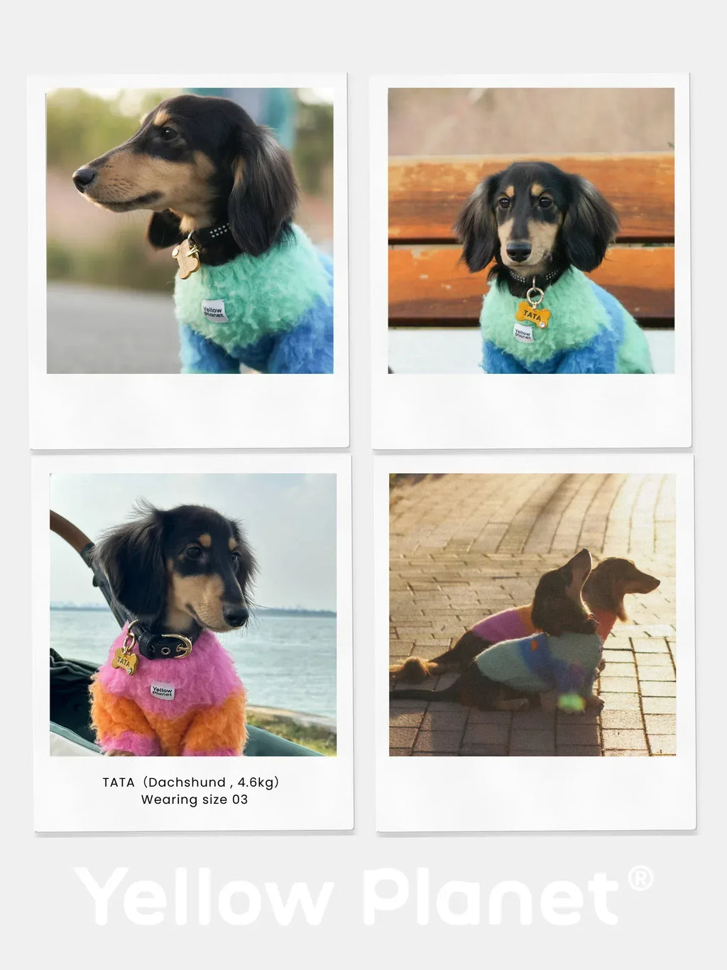 Collage showing a Dachshund wearing the Pink-Orange Fuwa Fuwa series sweater, demonstrating the fit for long-bodied breeds.