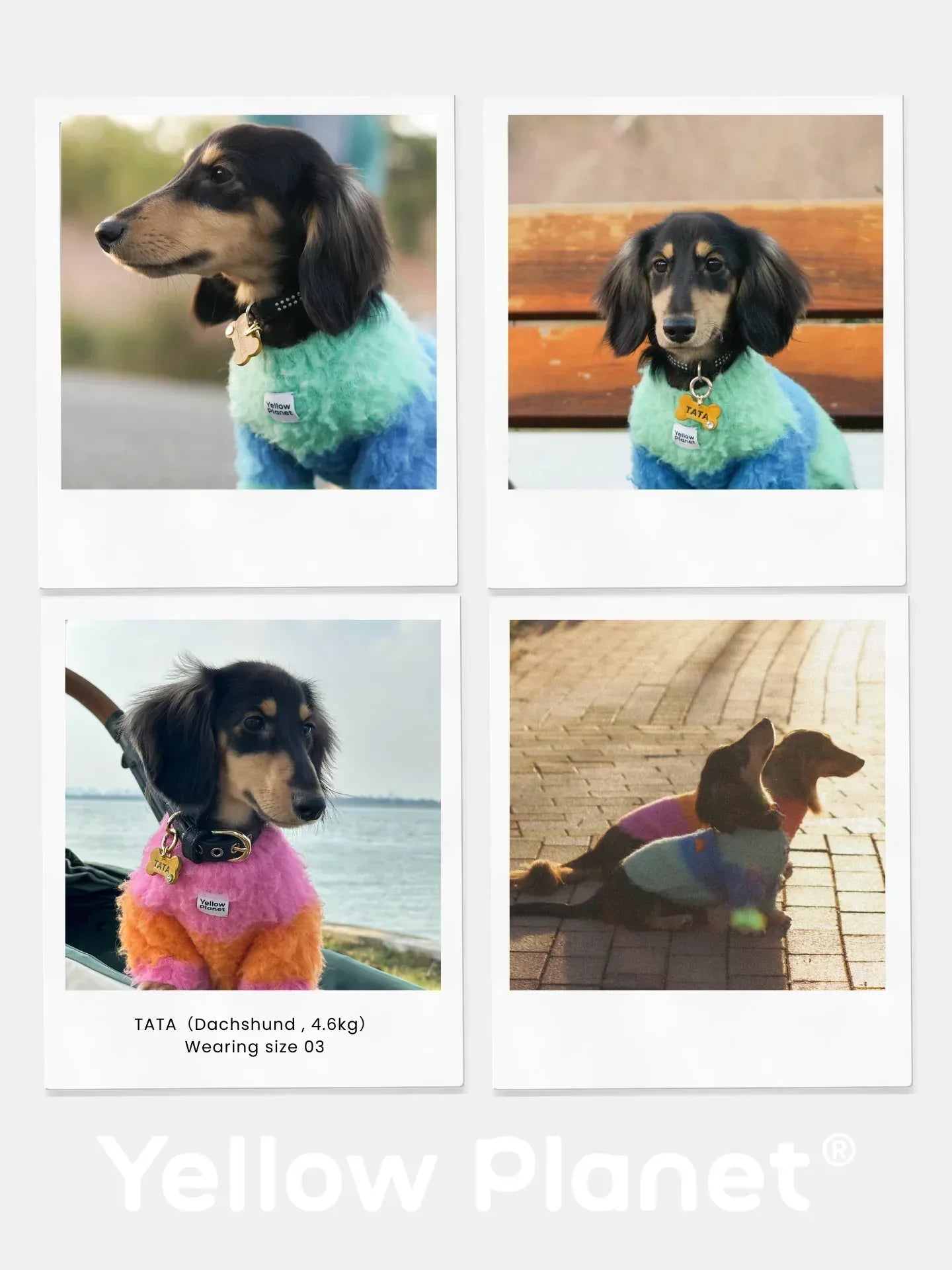 Collage showing a Dachshund wearing the Pink-Orange Fuwa Fuwa series sweater, demonstrating the fit for long-bodied breeds.