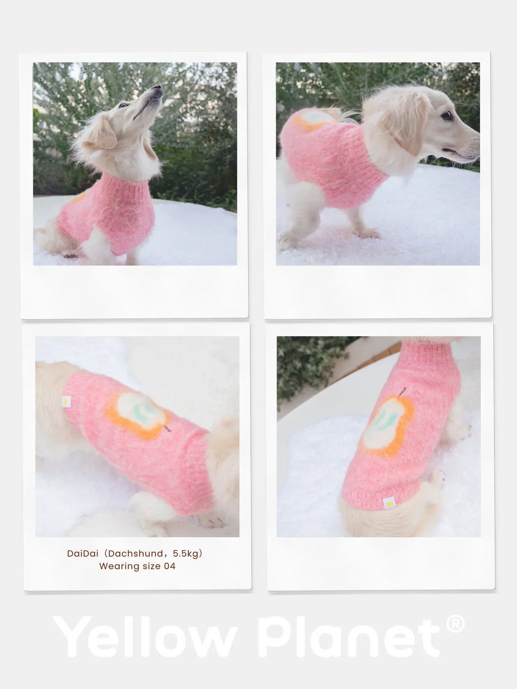 A photo collage of a cream-colored Dachshund wearing the Pink Pear fruits brushed knit vest in snowy outdoor settings.