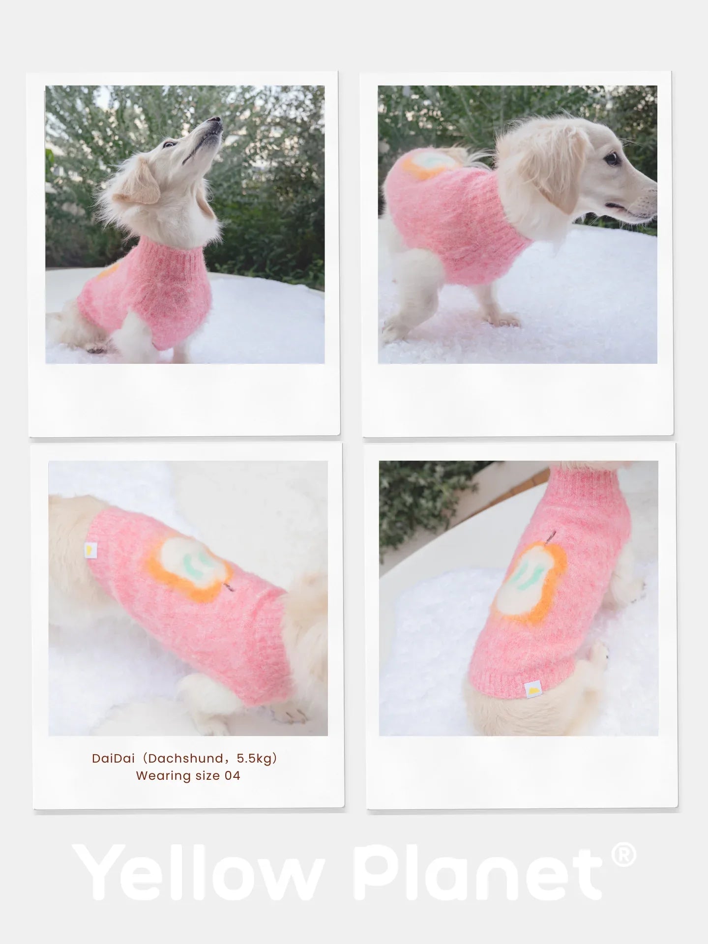 A photo collage of a cream-colored Dachshund wearing the Pink Pear fruits brushed knit vest in snowy outdoor settings.