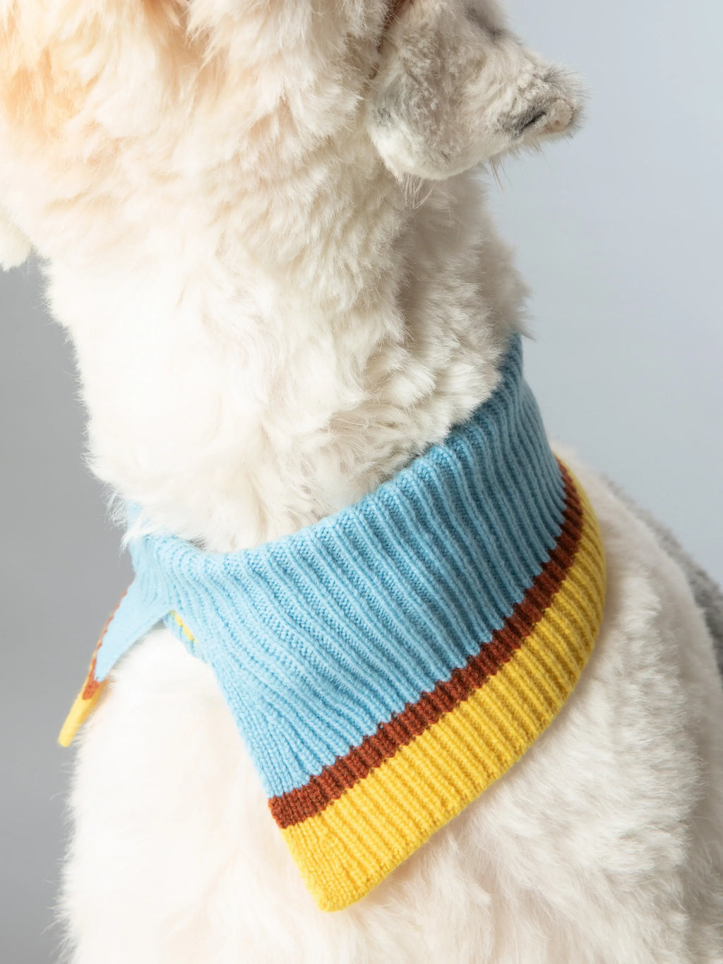 Close-up of a white dog wearing the Merino wool collar folded down to show the yellow and brown striped border details.