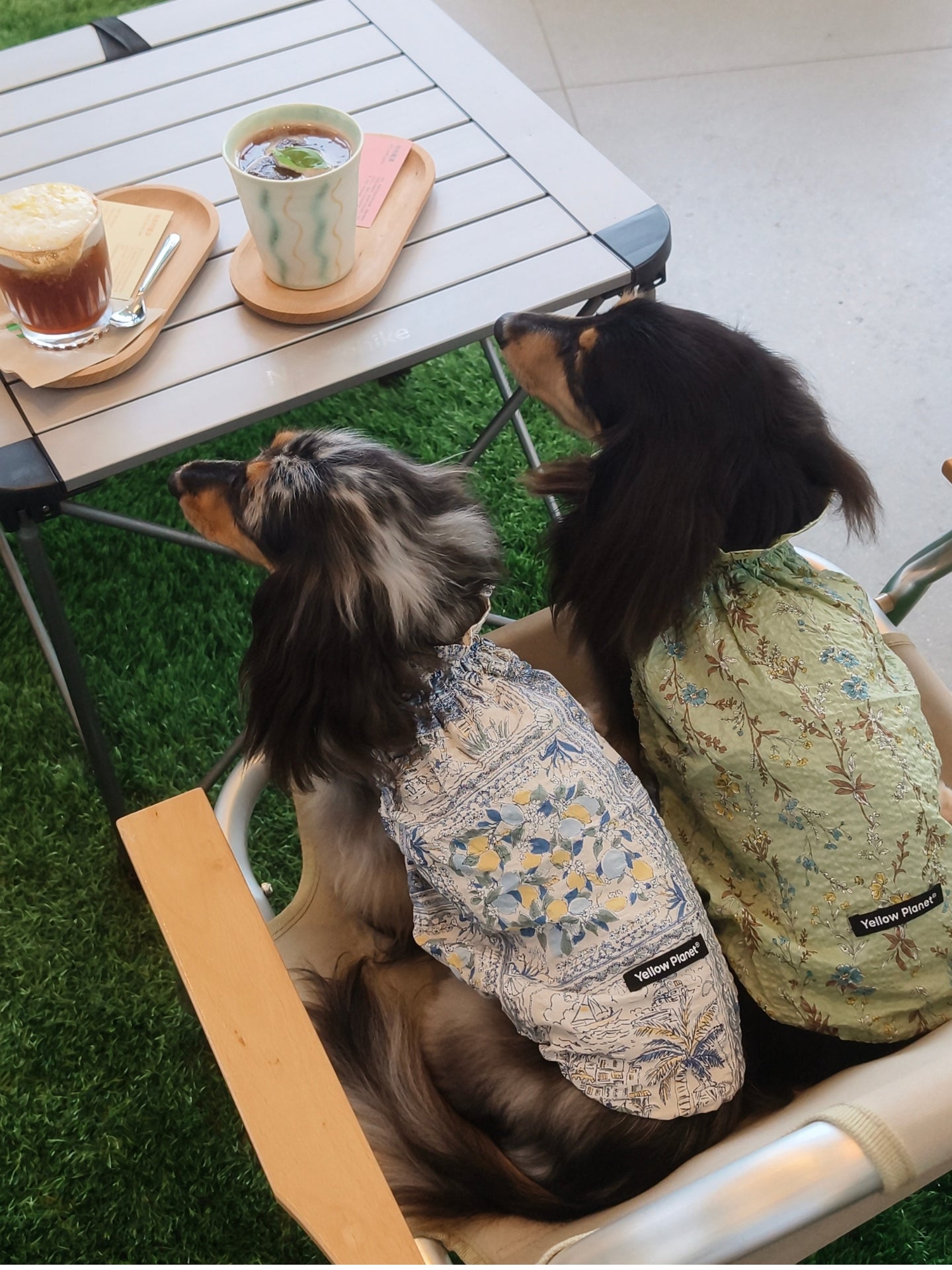 Rear view of a small dog wearing the Amalfi Gentle Wave Tank in an outdoor cafe setting.