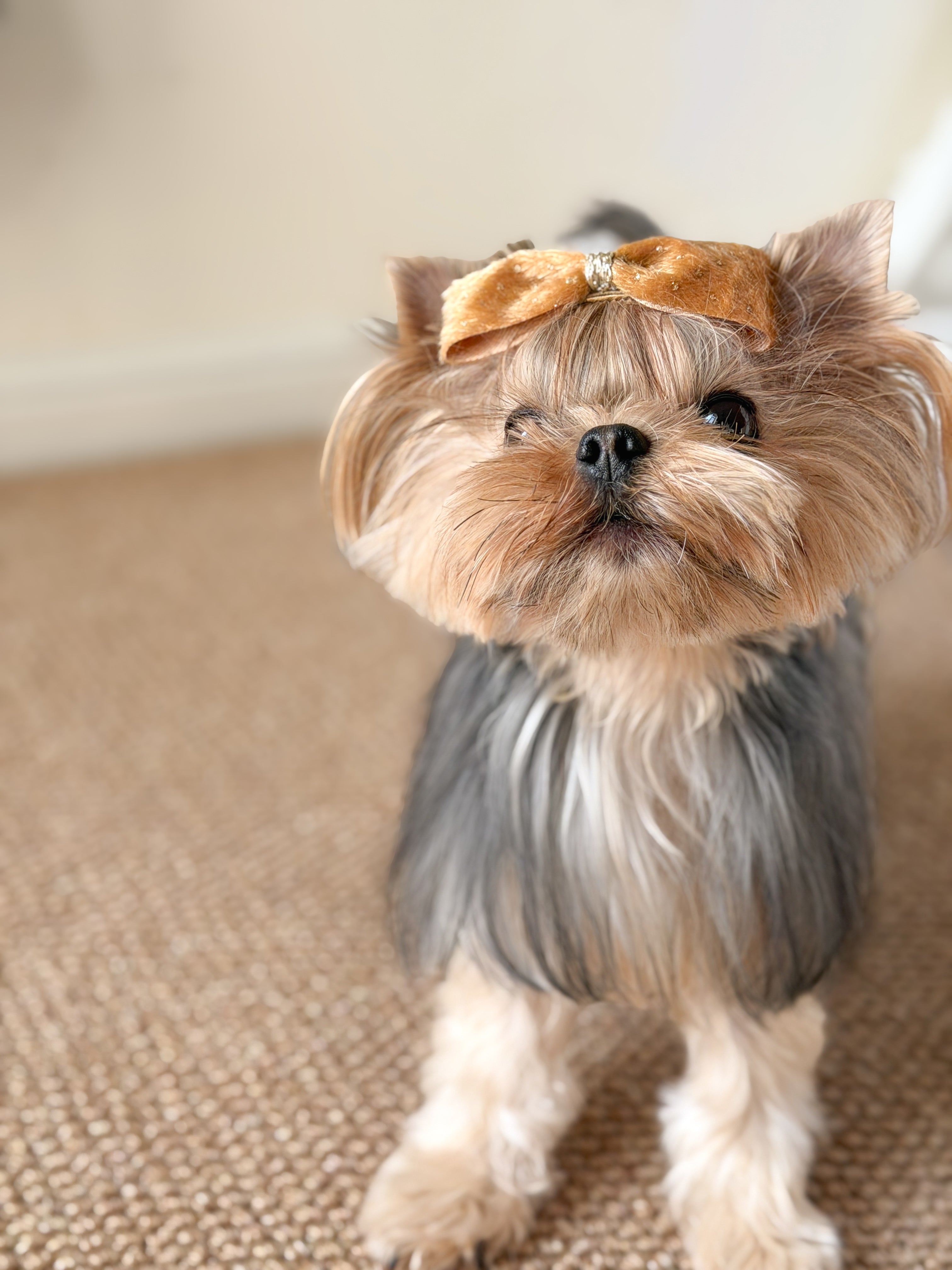 Front view of a small dog wearing the BALOVESYOU Stardust pet hair clip in Gold.