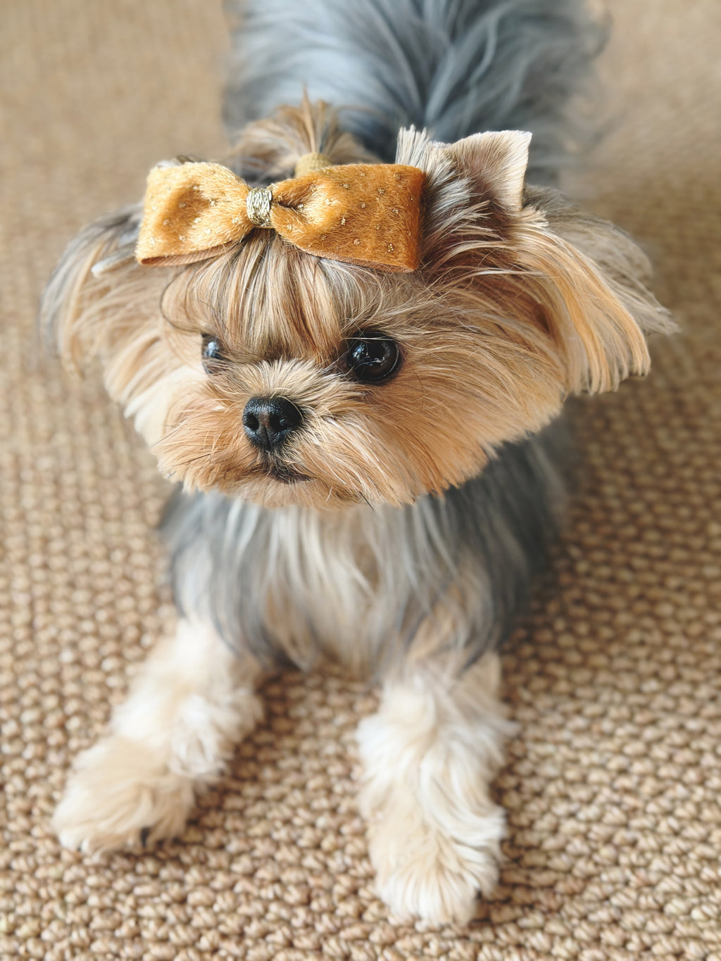Small dog wearing the BALOVESYOU Stardust pet hair clip in Gold.
