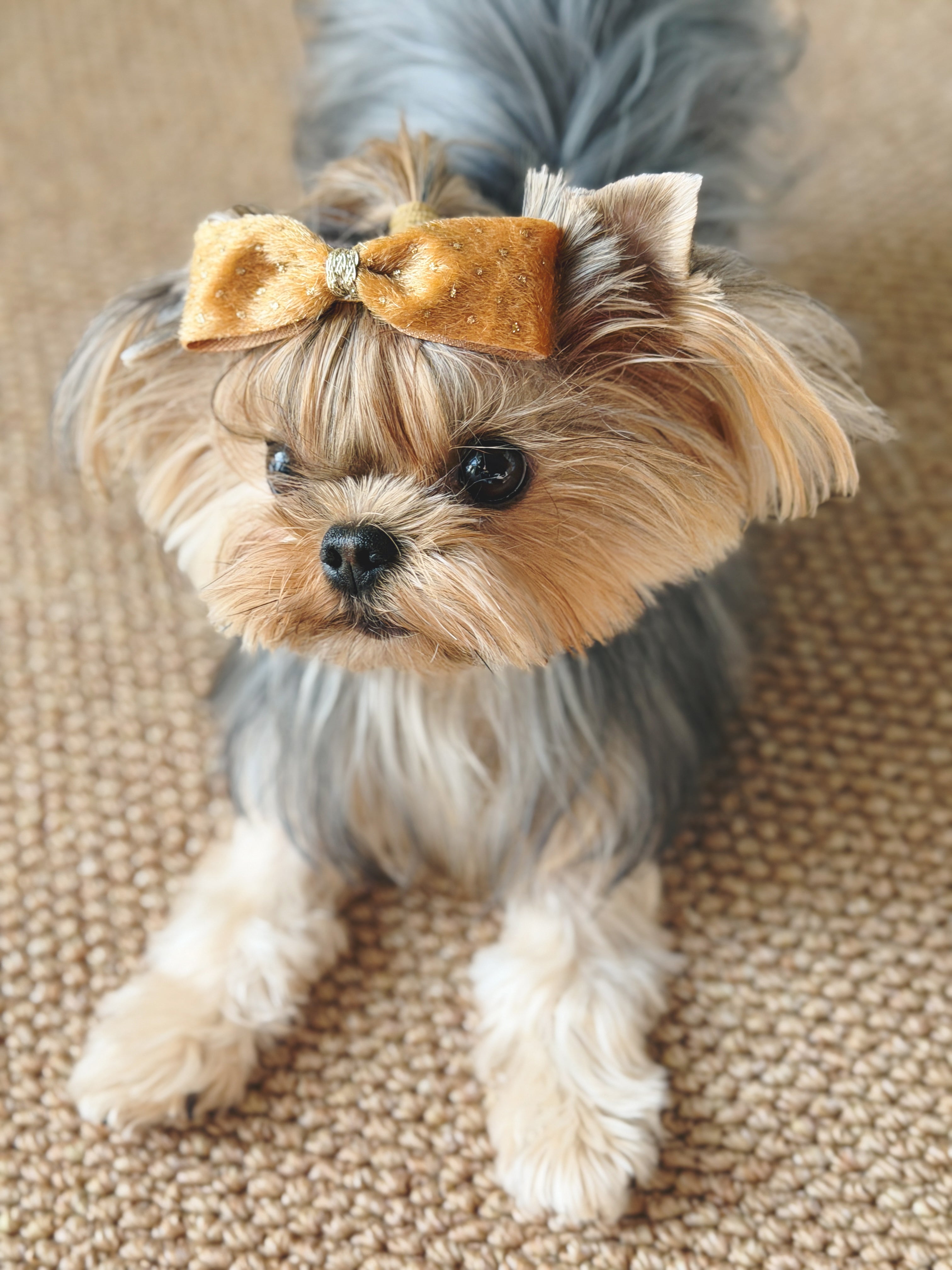 Small dog wearing the BALOVESYOU Stardust pet hair clip in Gold.