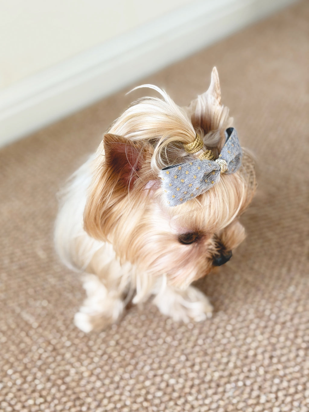 Small dog wearing the BALOVESYOU Stardust pet hair clip in Silver.