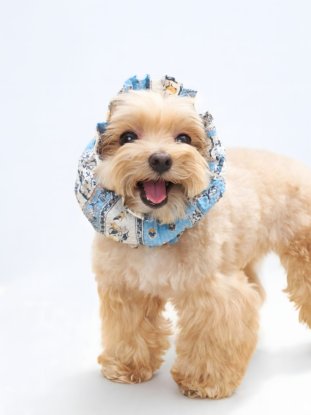 Front view of a small dog wearing the lightweight Limoncello cotton ear snood.