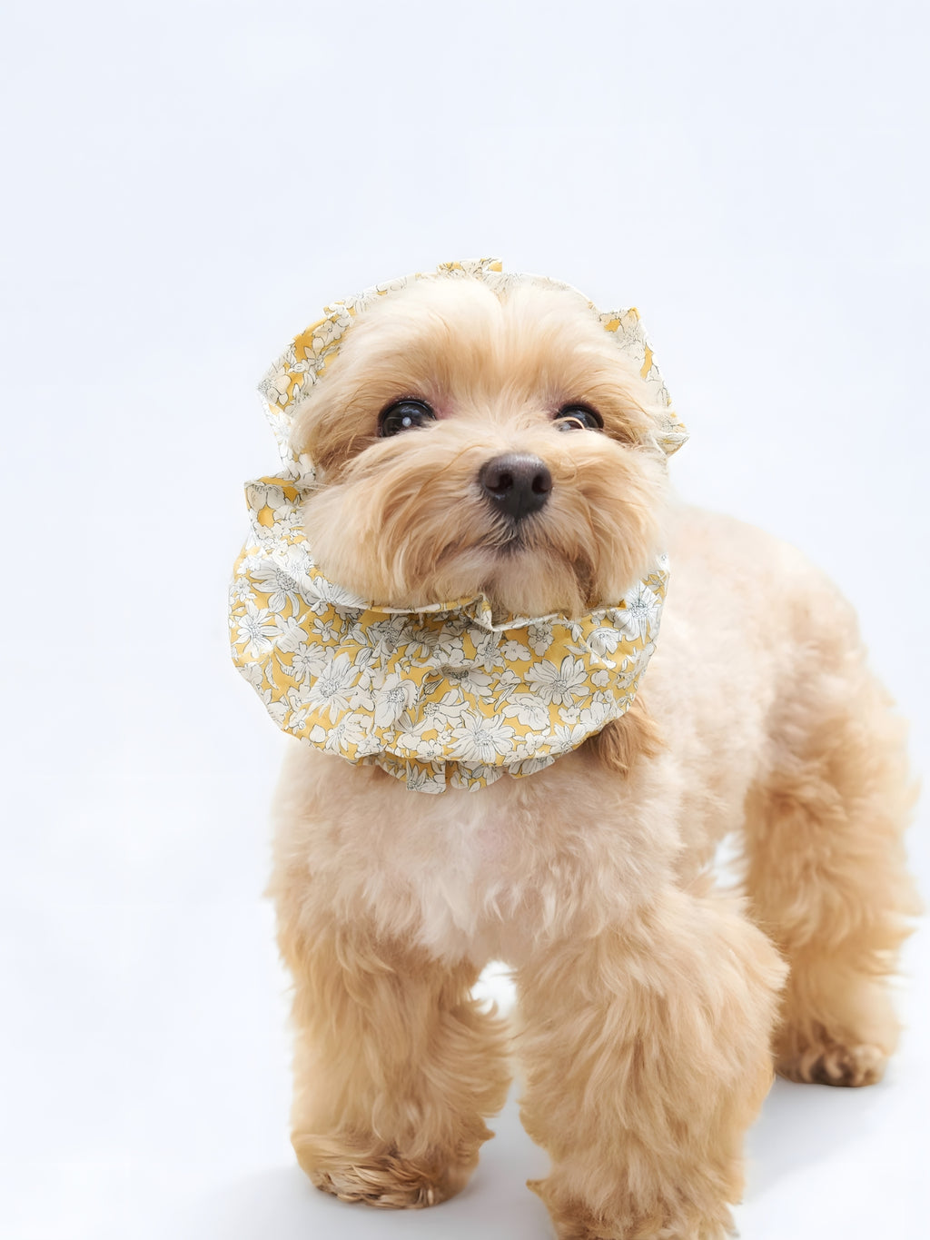 Front view of a small dog wearing the Nature's Verse Gentle Wave dog ear snood in Daisy.