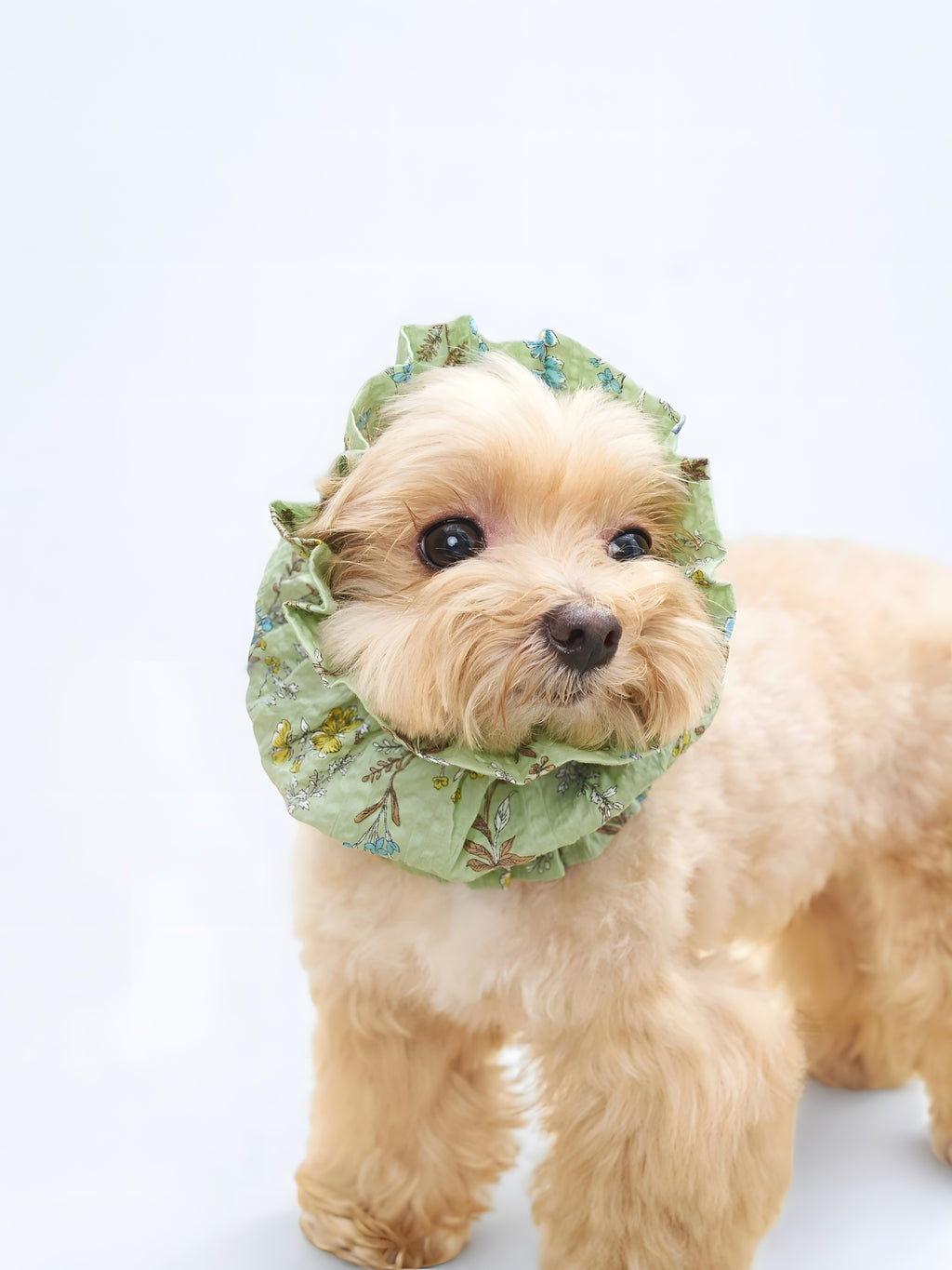 Front view of a small dog wearing the Forest Green Gentle Wave dog ear snood.