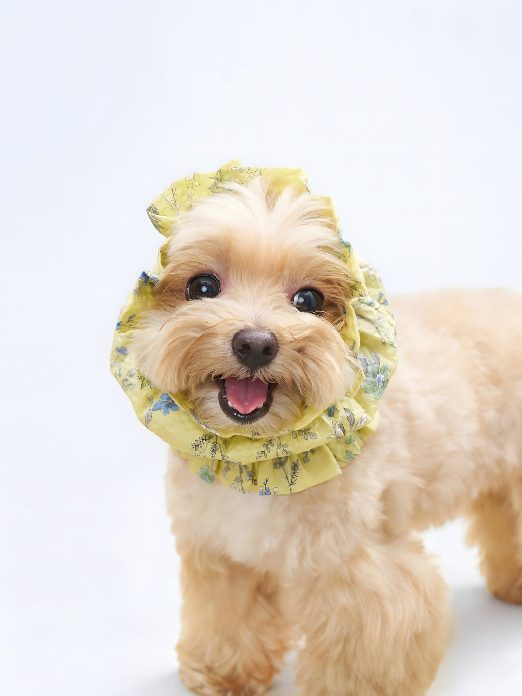 Front view of a small dog wearing the Nature's Verse Gentle Wave dog ear snood in Forest Yellow.