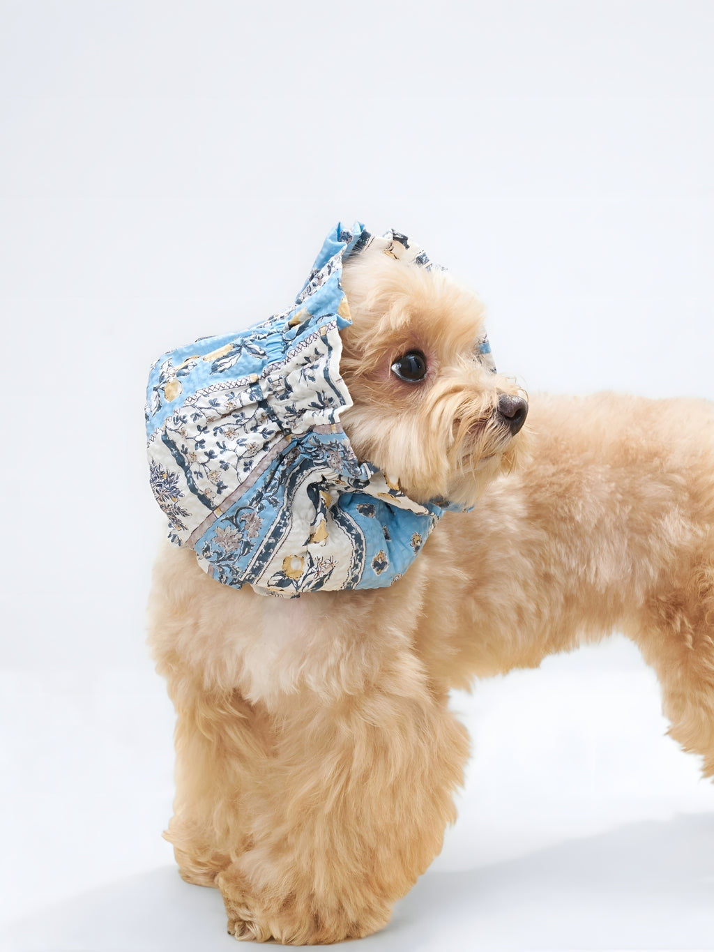 Side view of a small dog wearing the Nature's Verse Gentle Wave ear snood in Limoncello.