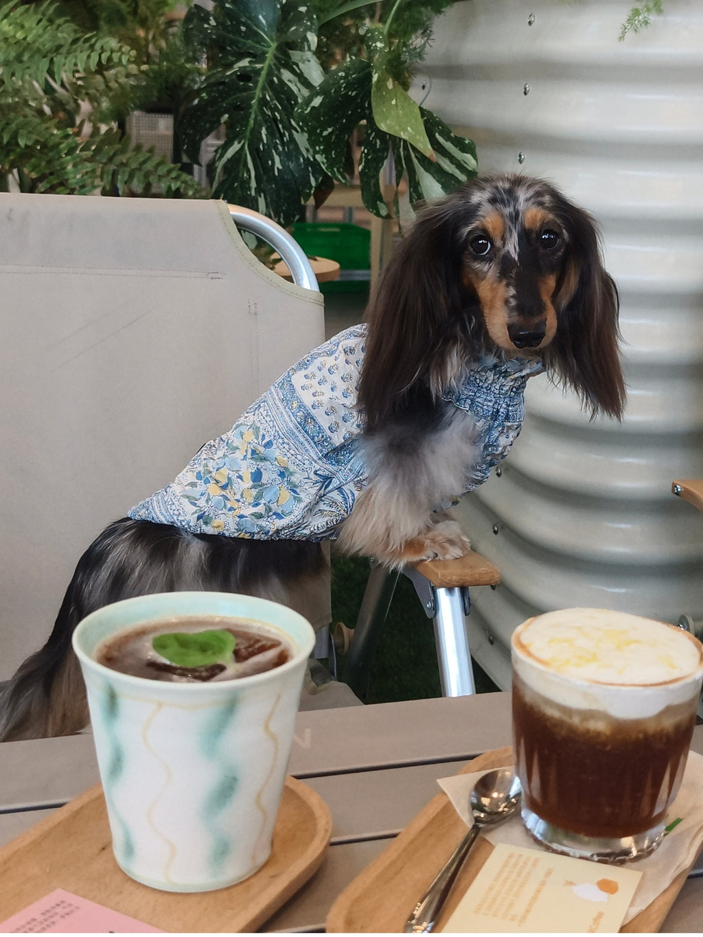 Small dog wearing the Nature's Verse Gentle Wave Tank in Amalfi while relaxing at an outdoor cafe.