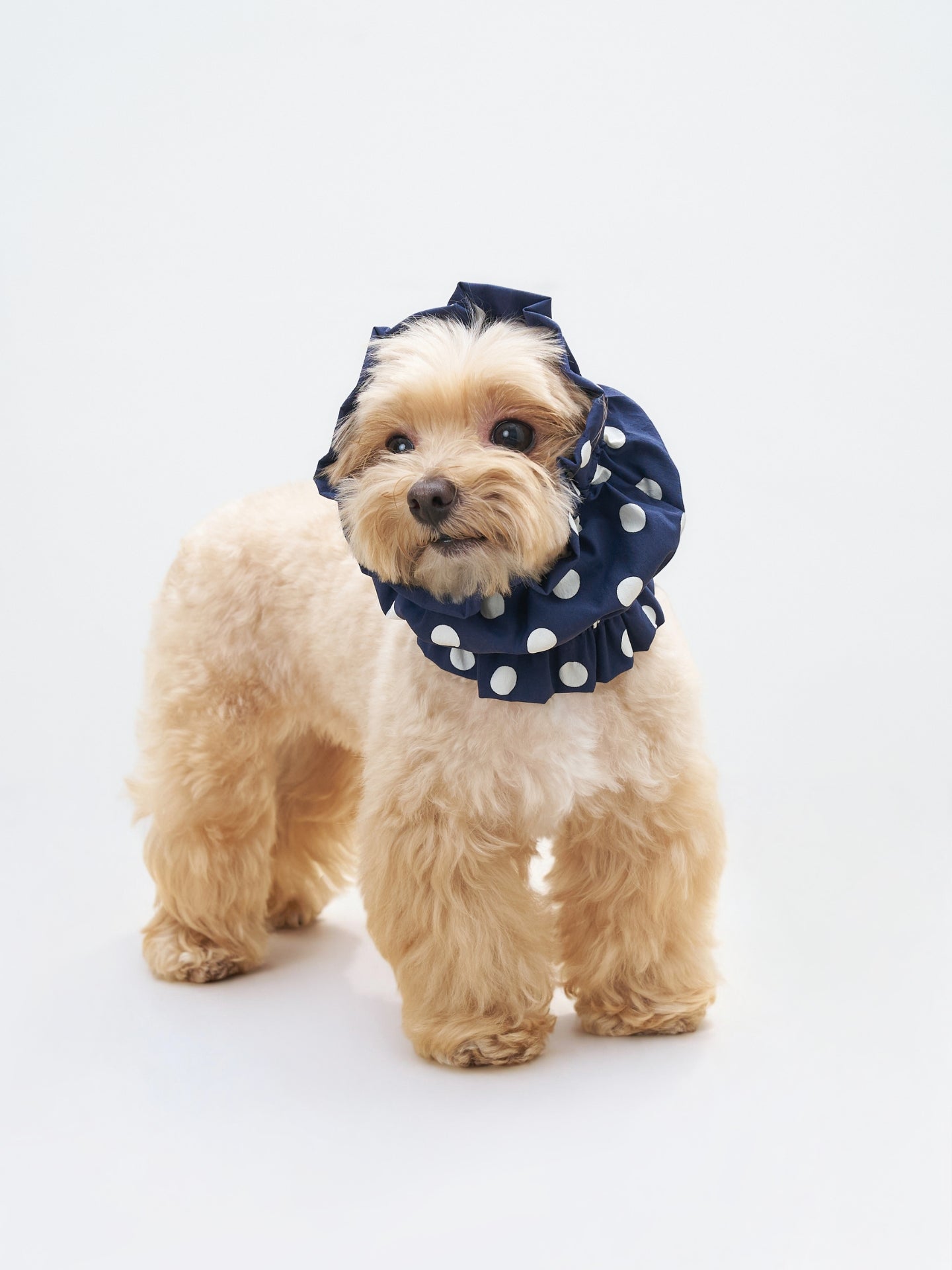 Front view of a small dog wearing the Navy Oasis Polka Dot UV Cooling Dog Ear Snood.
