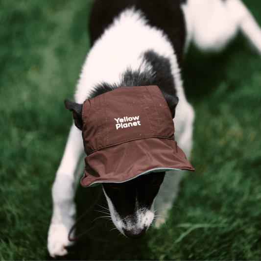 Top view of dog wearing coffee color Oasis pet cap – cooling and UV-blocking protection