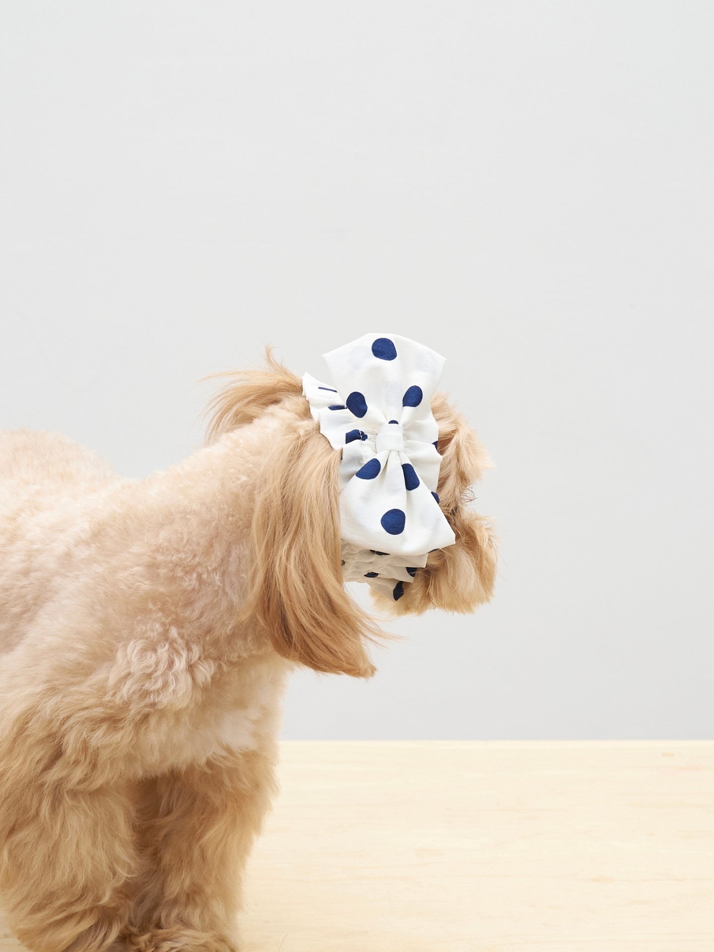 Dog wearing the Oasis Polka Dot Bow Neckpiece as a playful head accessory with vintage-inspired polka dots.