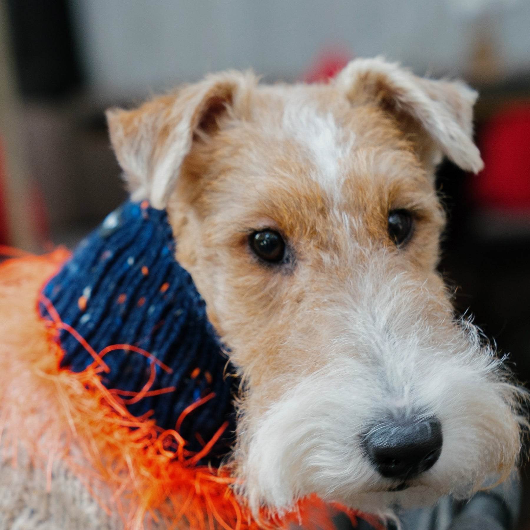 Pawsome Granny Gang Handmade "Duality" Wool & Yarn Snood for Pets