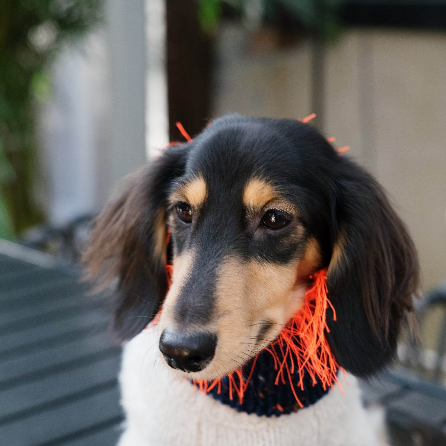 Pawsome Granny Gang Handmade "Duality" Wool & Yarn Snood for Pets