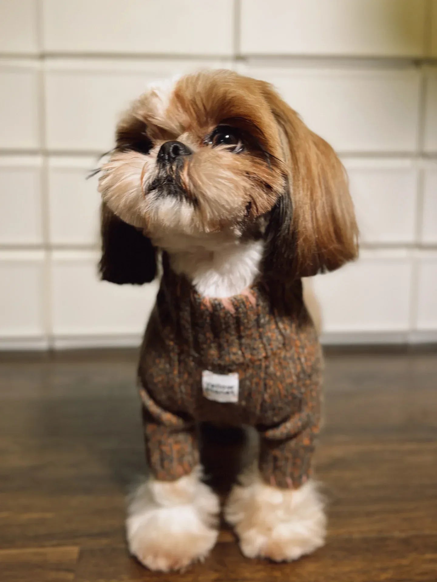Front-facing view of a Shih Tzu wearing the Rust Tweed alpaca sweater, emphasizing the warmth and sophisticated winter style.