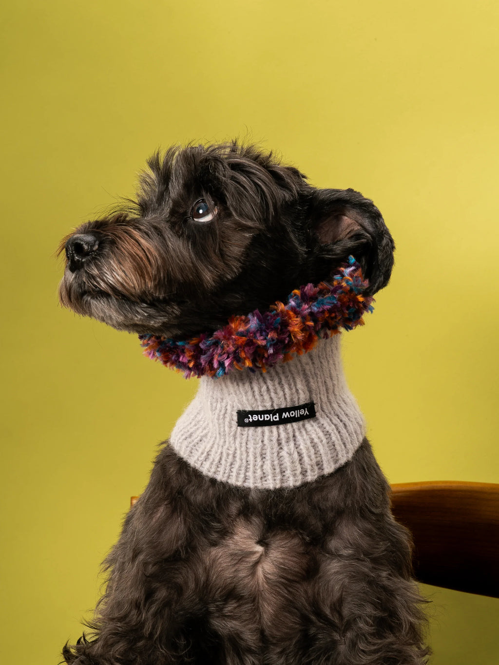 Side profile of a Miniature Schnauzer wearing the Blossom-1 limited edition hand-knitted snood against a yellow-green background.