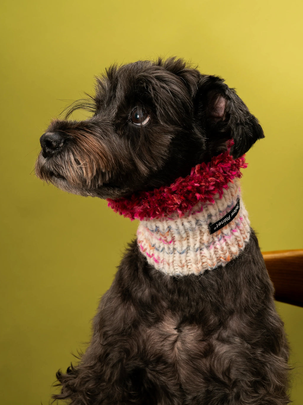 Side profile of a Miniature Schnauzer wearing the Blossom-2 limited edition hand-knitted snood against a green background.