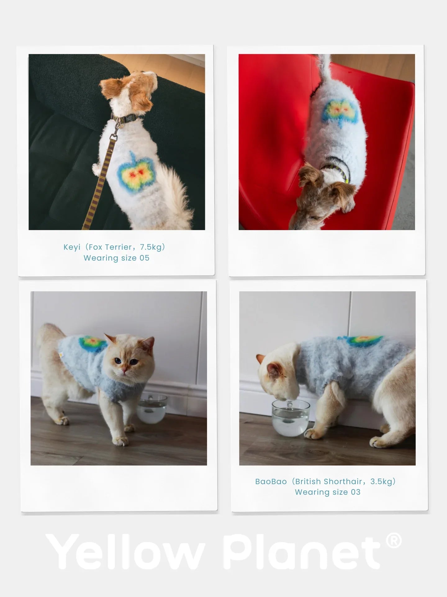 A collage of a Fox Terrier and a British Shorthair cat modeling the Blue Apple fruits brushed knit vest.