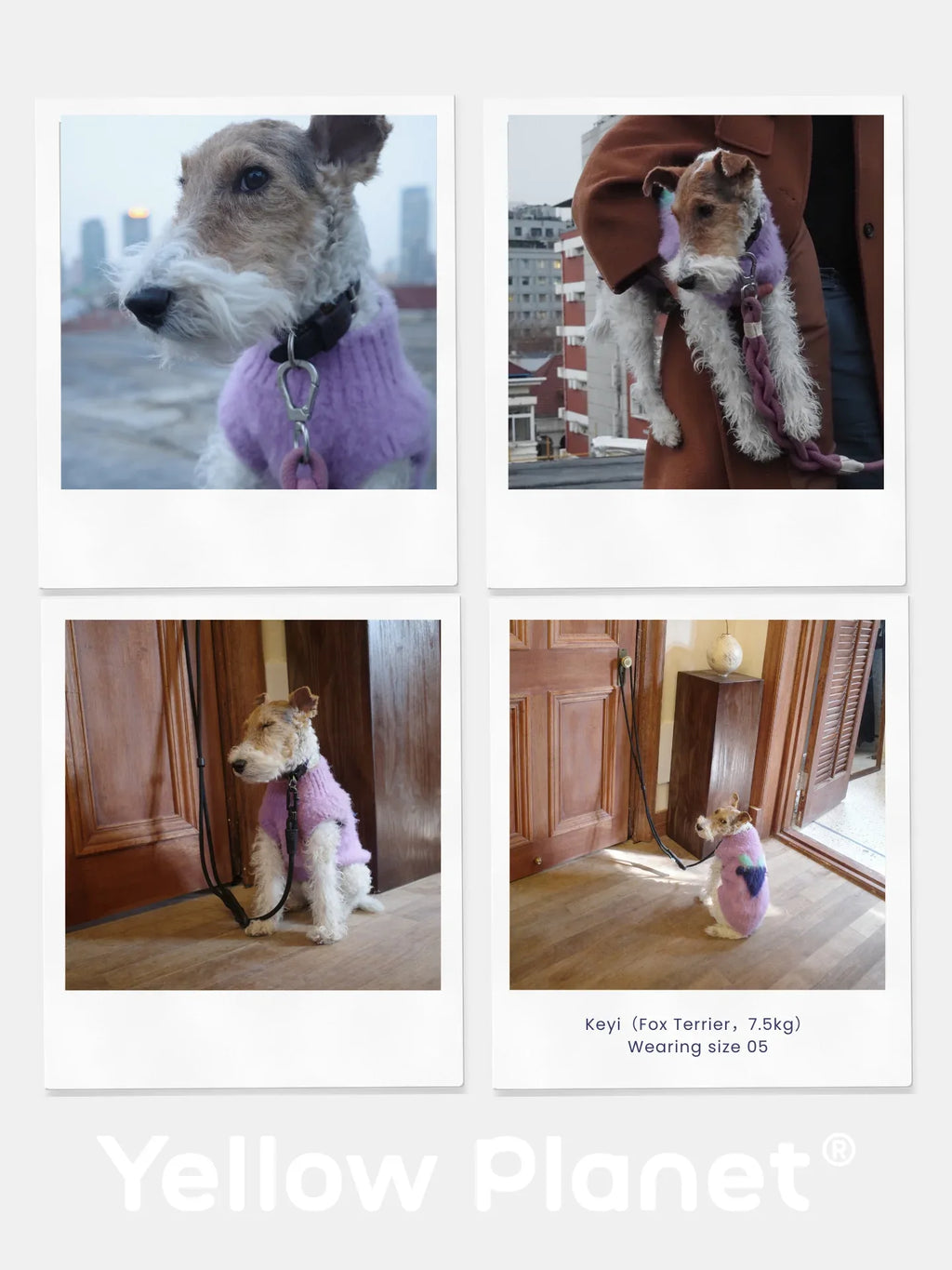 A collage featuring a  Fox Terrier modeling the Night Grape artistic fruits brushed knit vest.