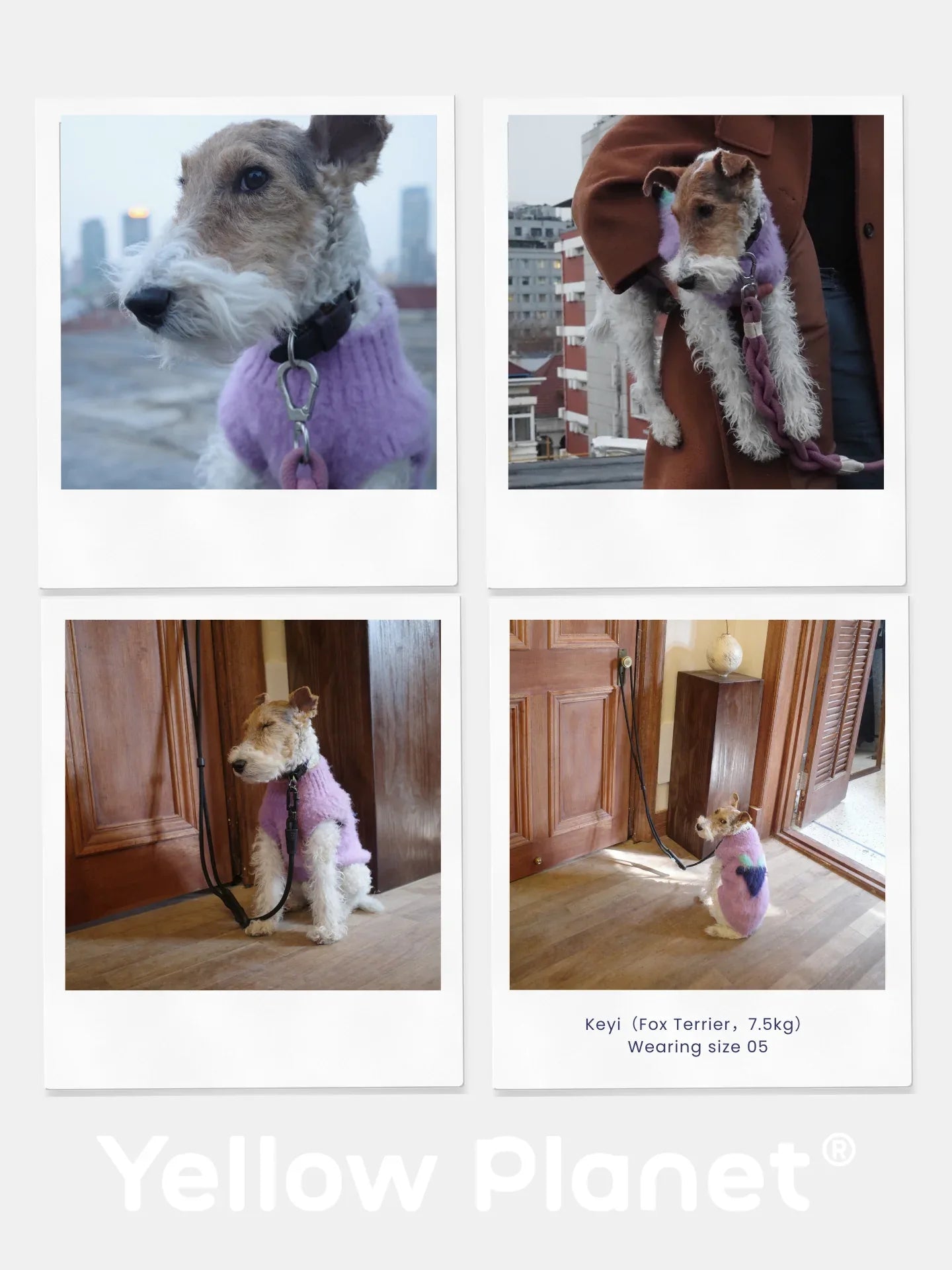 A collage featuring a  Fox Terrier modeling the Night Grape artistic fruits brushed knit vest.