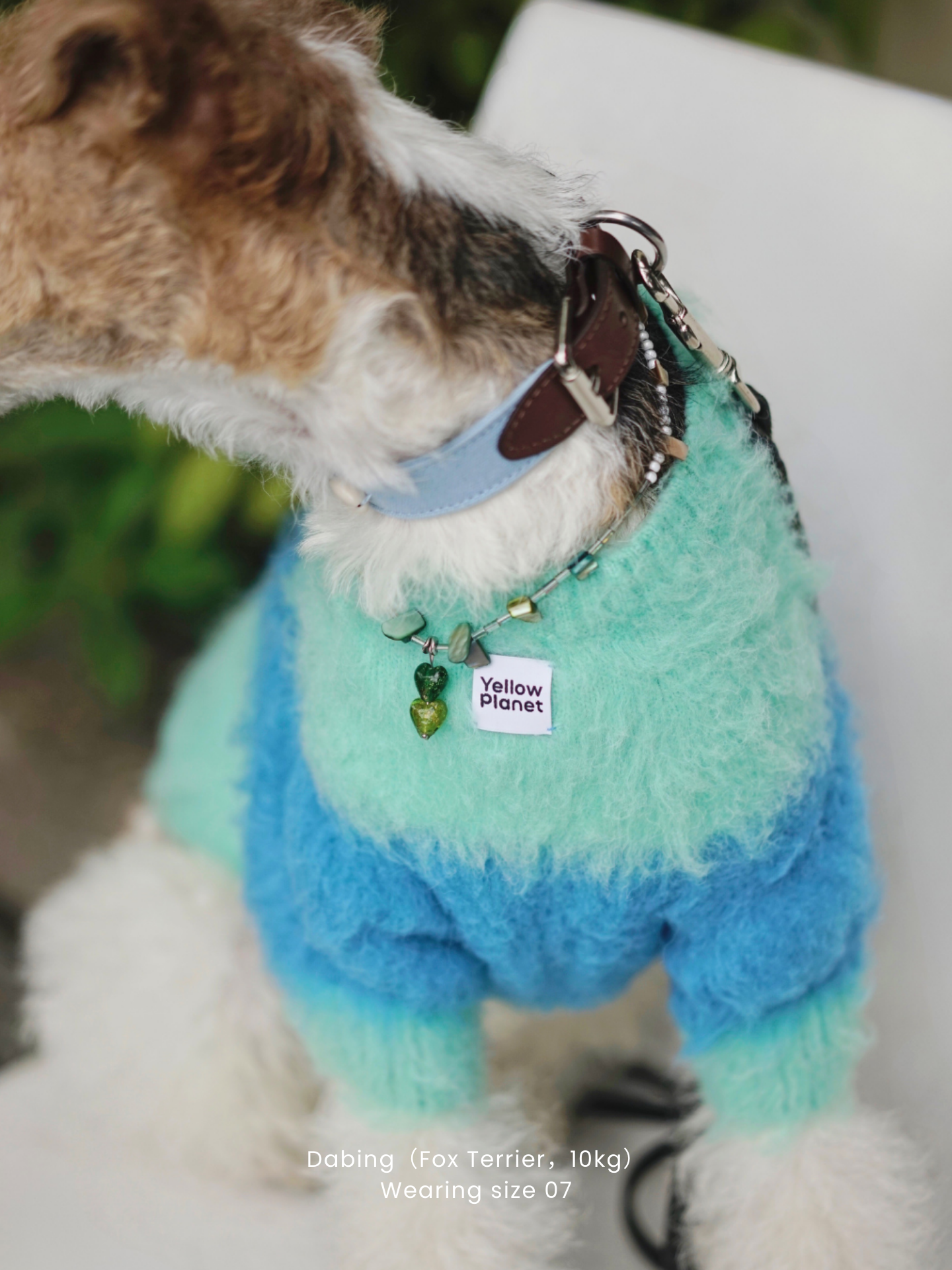 Front chest close-up of a Wire Fox Terrier wearing the Fuwa Fuwa Series Artistic Color Block Brushed Pet Sweater in blue-teal