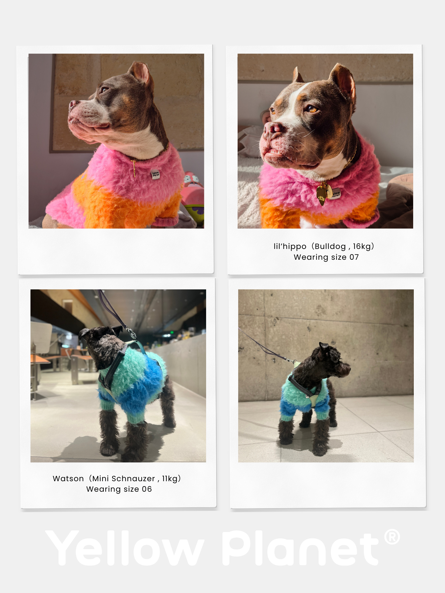 Collage of the Fuwa Fuwa Series Artistic Color Block Brushed Pet Sweater: two bulldogs wearing pink-orange and two mini schnauzers wearing blue-teal