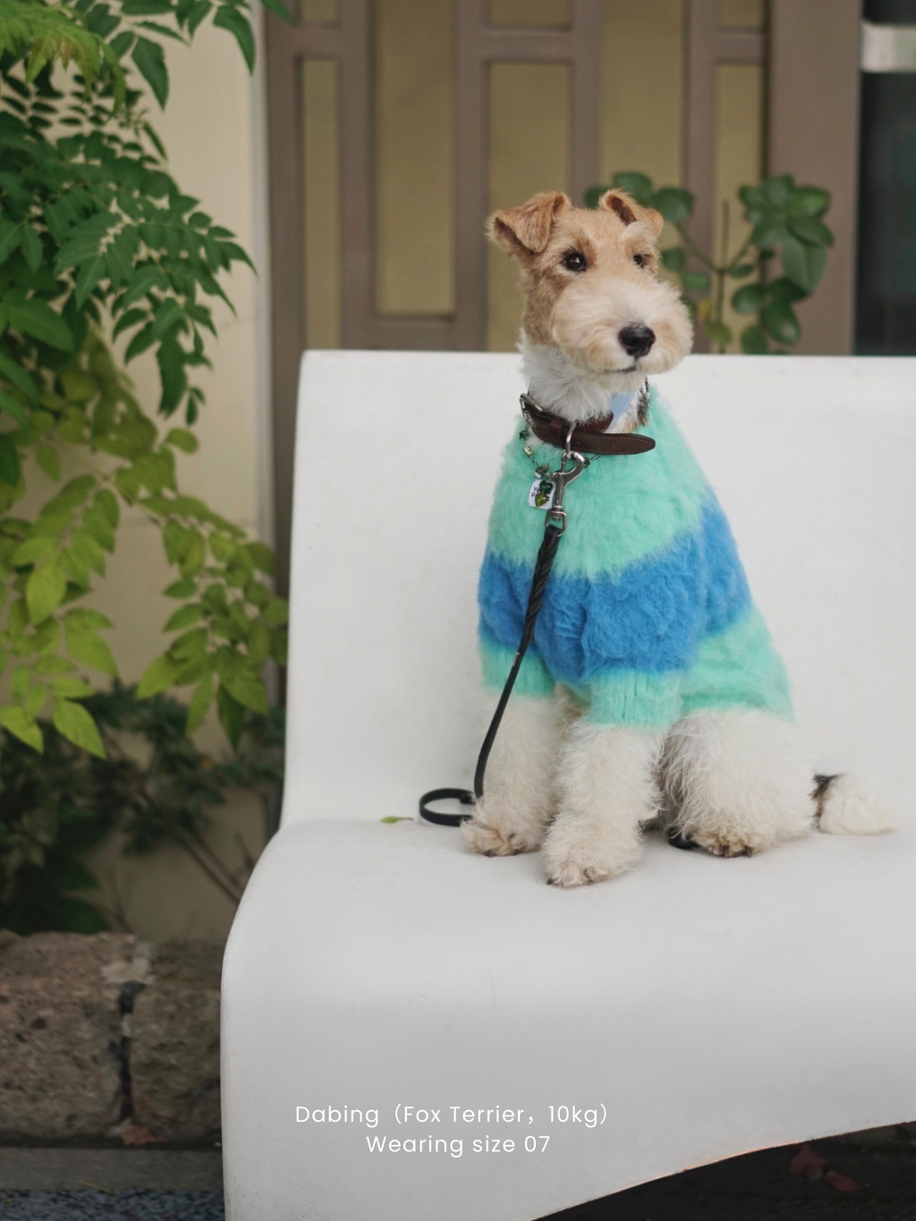 Wire Fox Terrier wearing the Fuwa Fuwa Series Artistic Color Block Brushed Pet Sweater, front full-body view on a sofa
