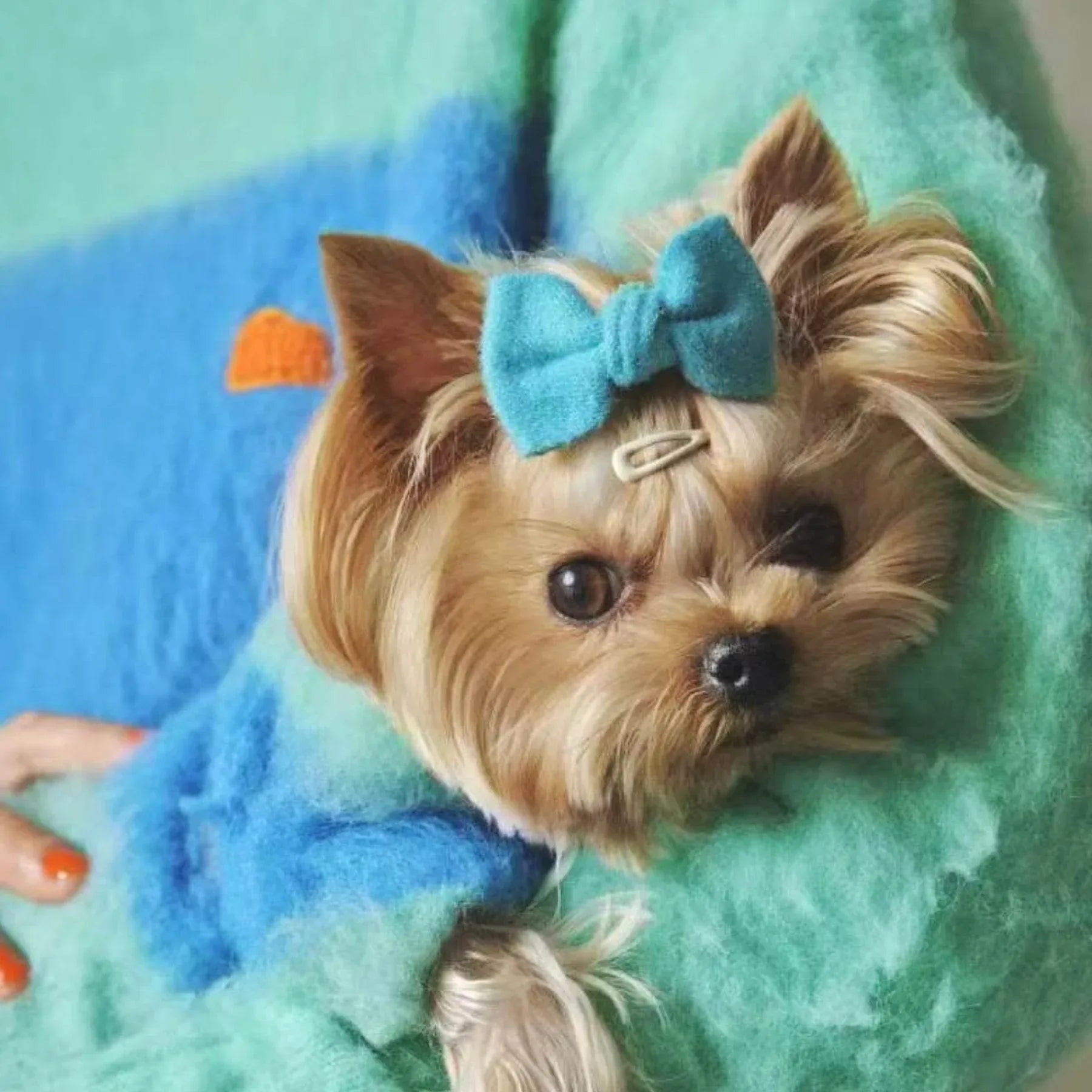 A small dog wearing the blue and teal Fuwa Fuwa artistic color block brushed sweater with a matching bow