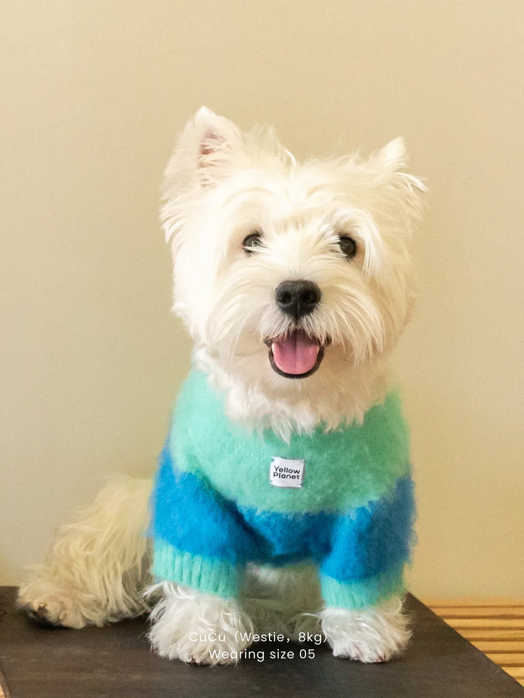 West Highland White Terrier sitting and facing front wearing the Blue-Teal Fuwa Fuwa artistic color block brushed sweater.