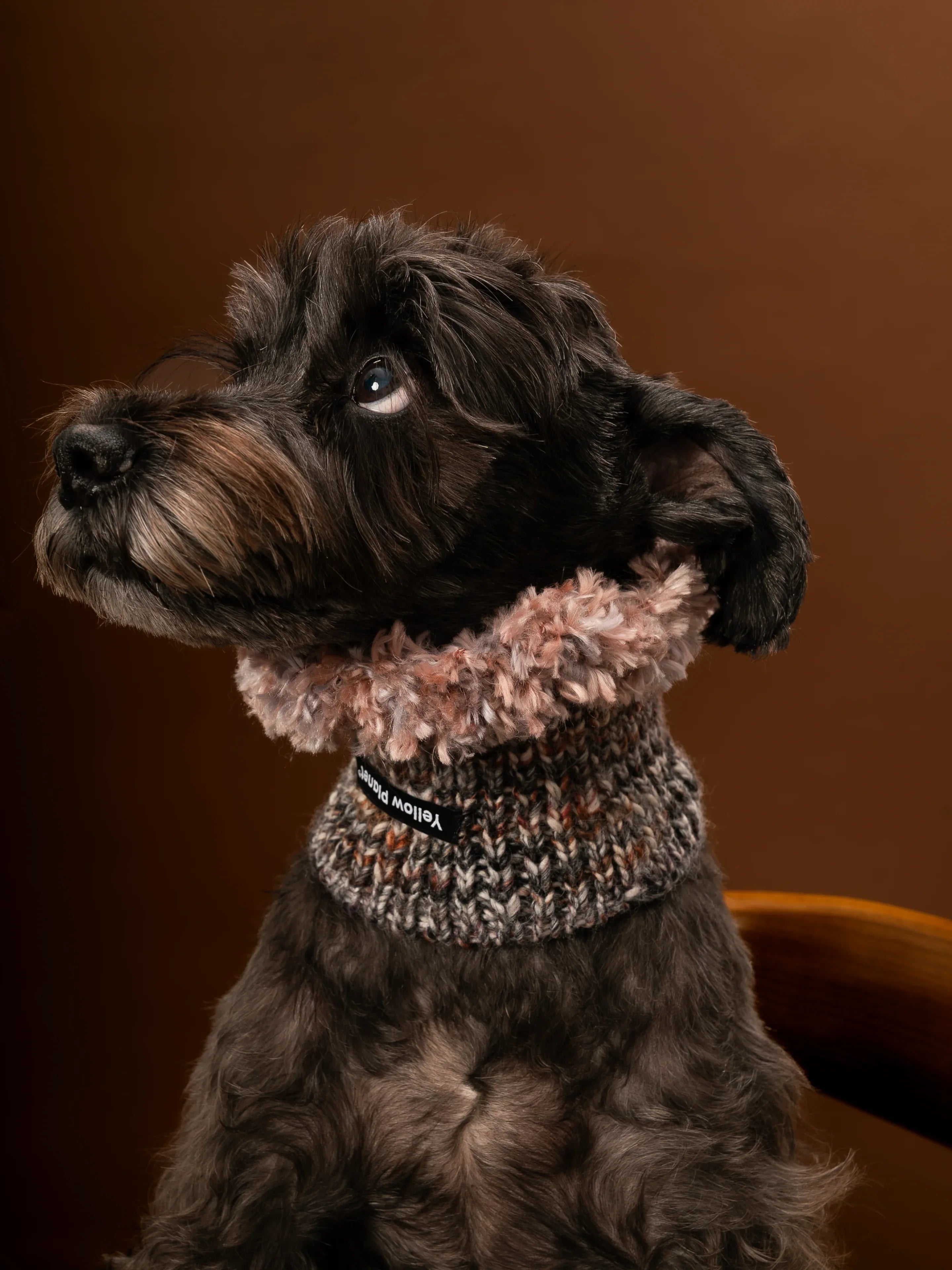 Side profile of a Miniature Schnauzer wearing the Blossom-3 gray speckled wool snood with soft dusty rose fringe.
