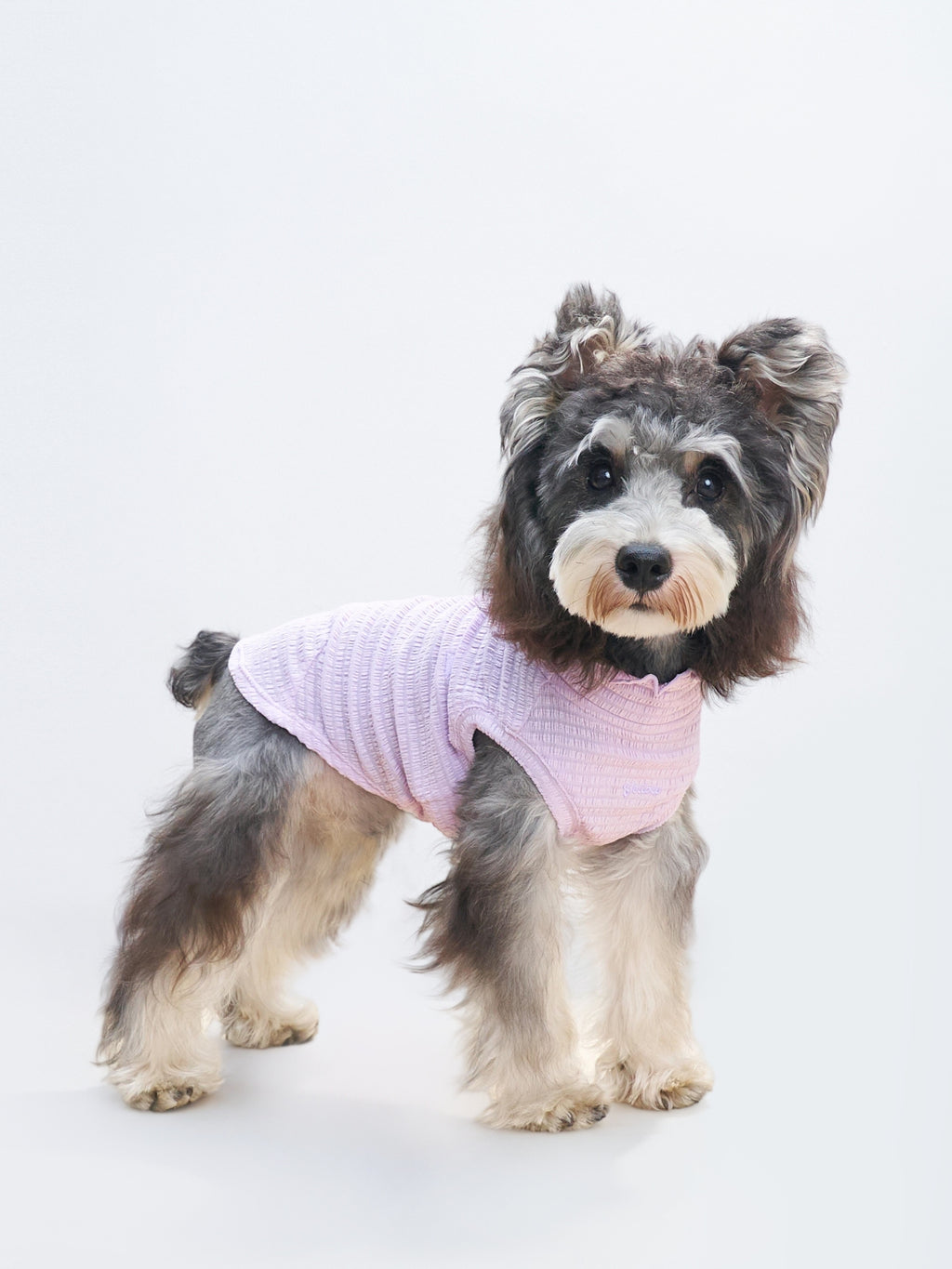Front view of a grey dog wearing the Purple Colorful Daily AIRWave Tank.