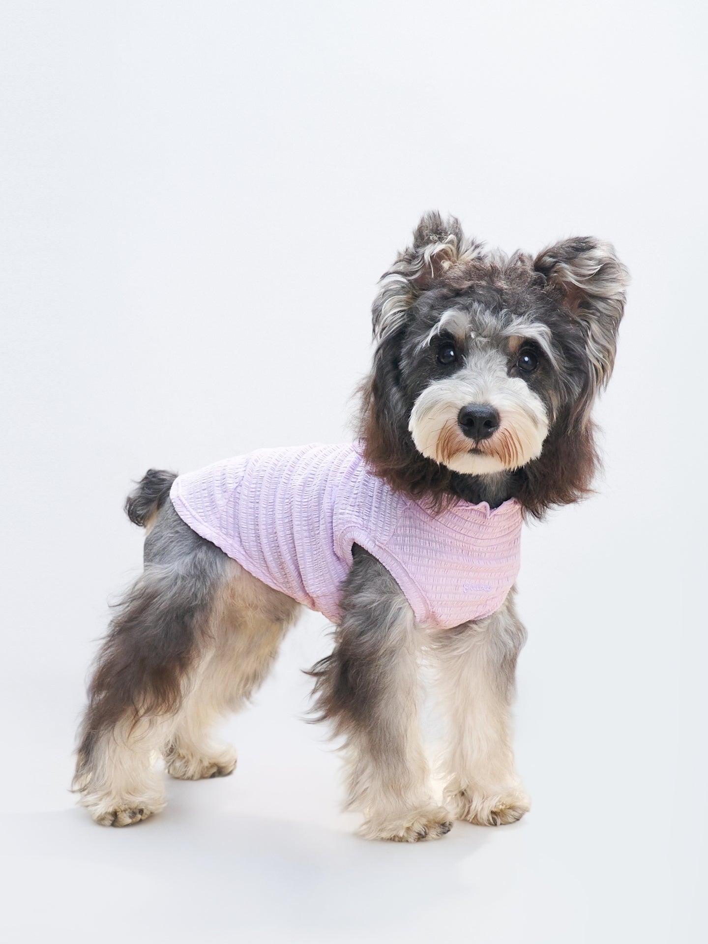 Front view of a grey dog wearing the Purple Colorful Daily AIRWave Tank.