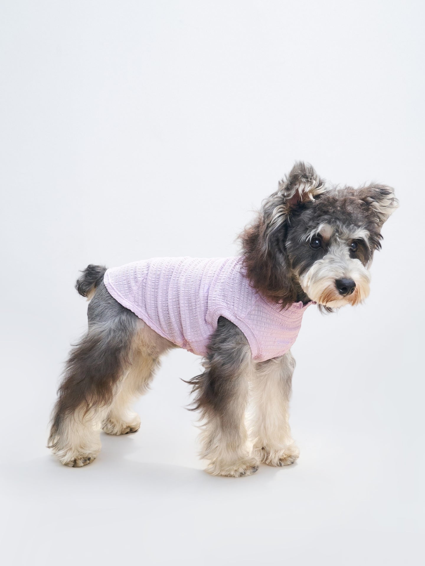 Small grey dog wearing the Colorful Daily AIRWave Tank in Purple.