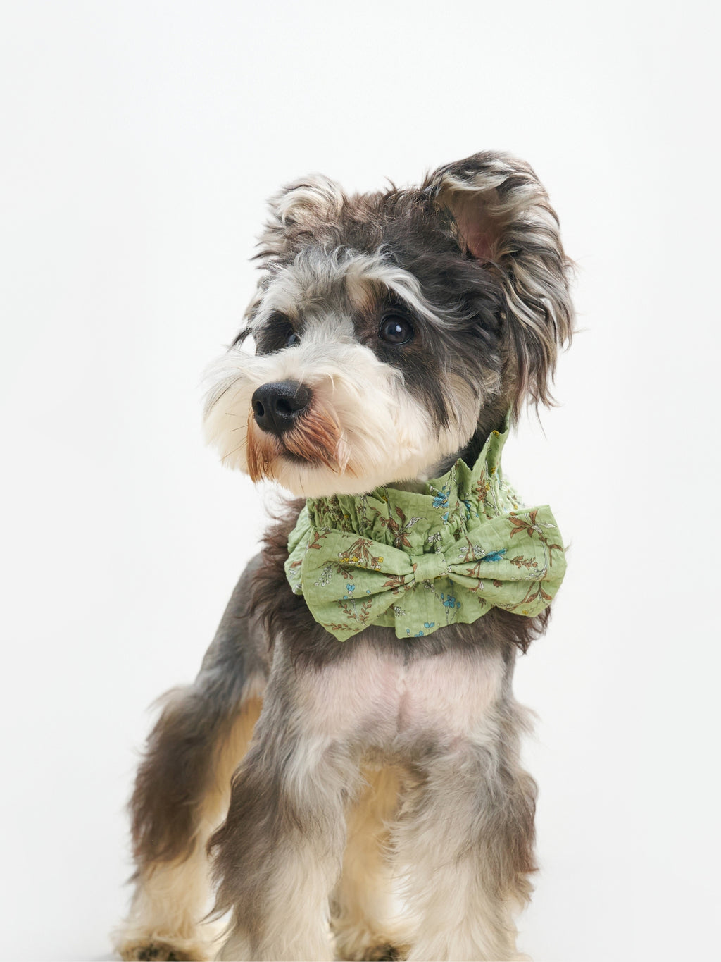 Grey dog wearing the Nature's Verse Bow Neckpiece in Forest Green.